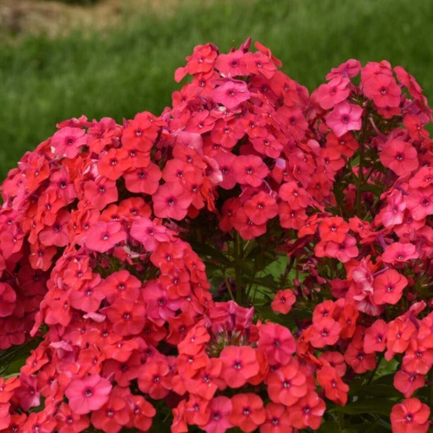Proven Winners 6" Pink Luminary 'Sunset Coral' Tall Garden Phlox Live Plant in 7.5" Pot