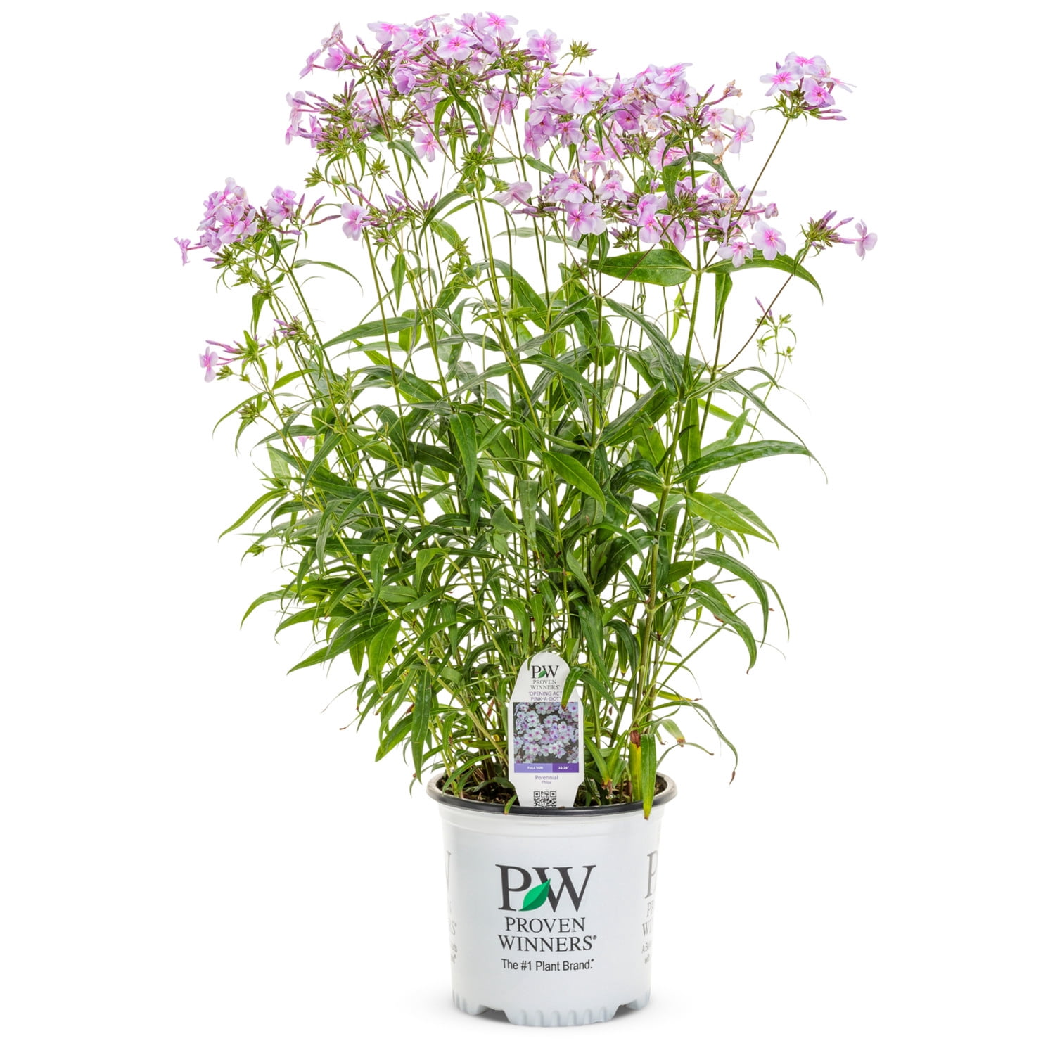 Proven Winners 6" 'Opening Act Pink-a-Dot' Phlox Live Plant in 7.5" Pot