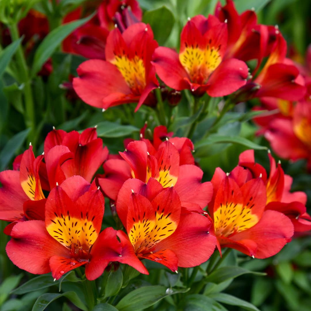 Proven Winners 12" Red Summer Heat Peruvian Lily (Alstroemeria hybrid) Perennial Live Plant in 7.13" Pot