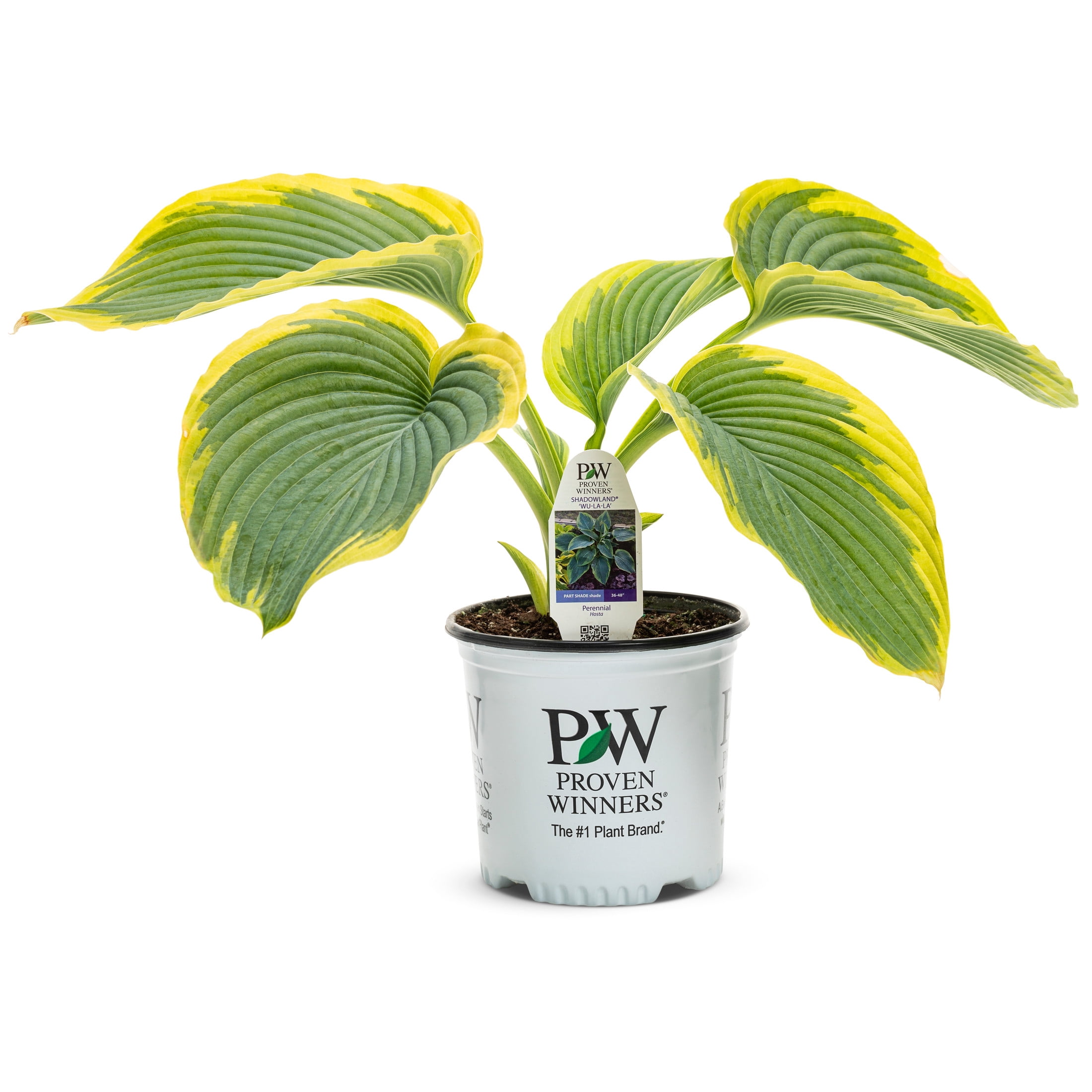 Proven Winners 6" Shadowland 'Wu-La-La' Hosta Live Plant in 7.5" Pot