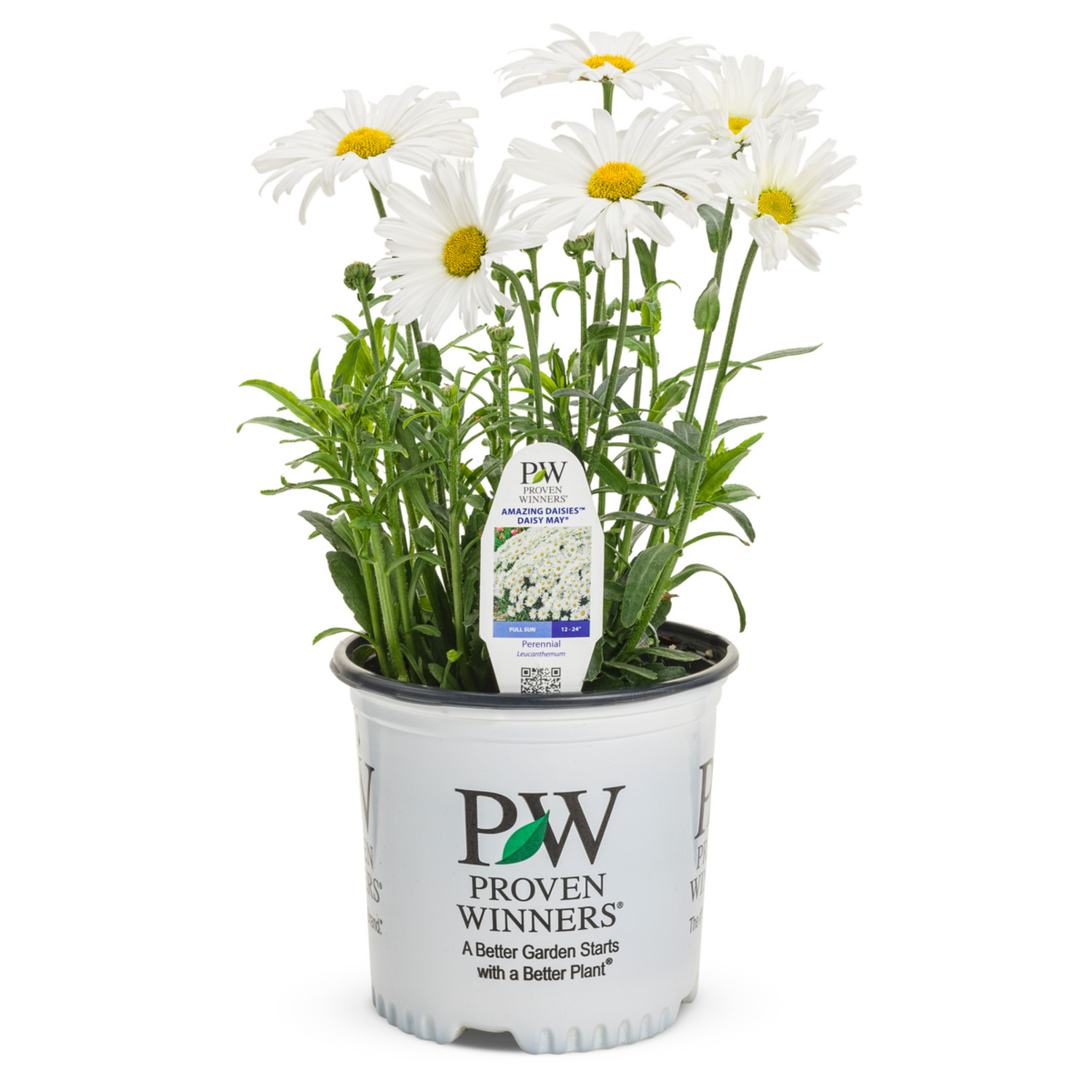 Proven Winners 6" White Amazing Daisies Daisy May Shasta Daisy Live Plant in 7.5" Pot
