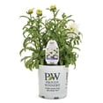 thumbnail image 1 of Proven Winners 6" White Amazing Daisies 'Marshmallow' Shasta Daisy Live Plant in 7.5" Pot, 1 of 6