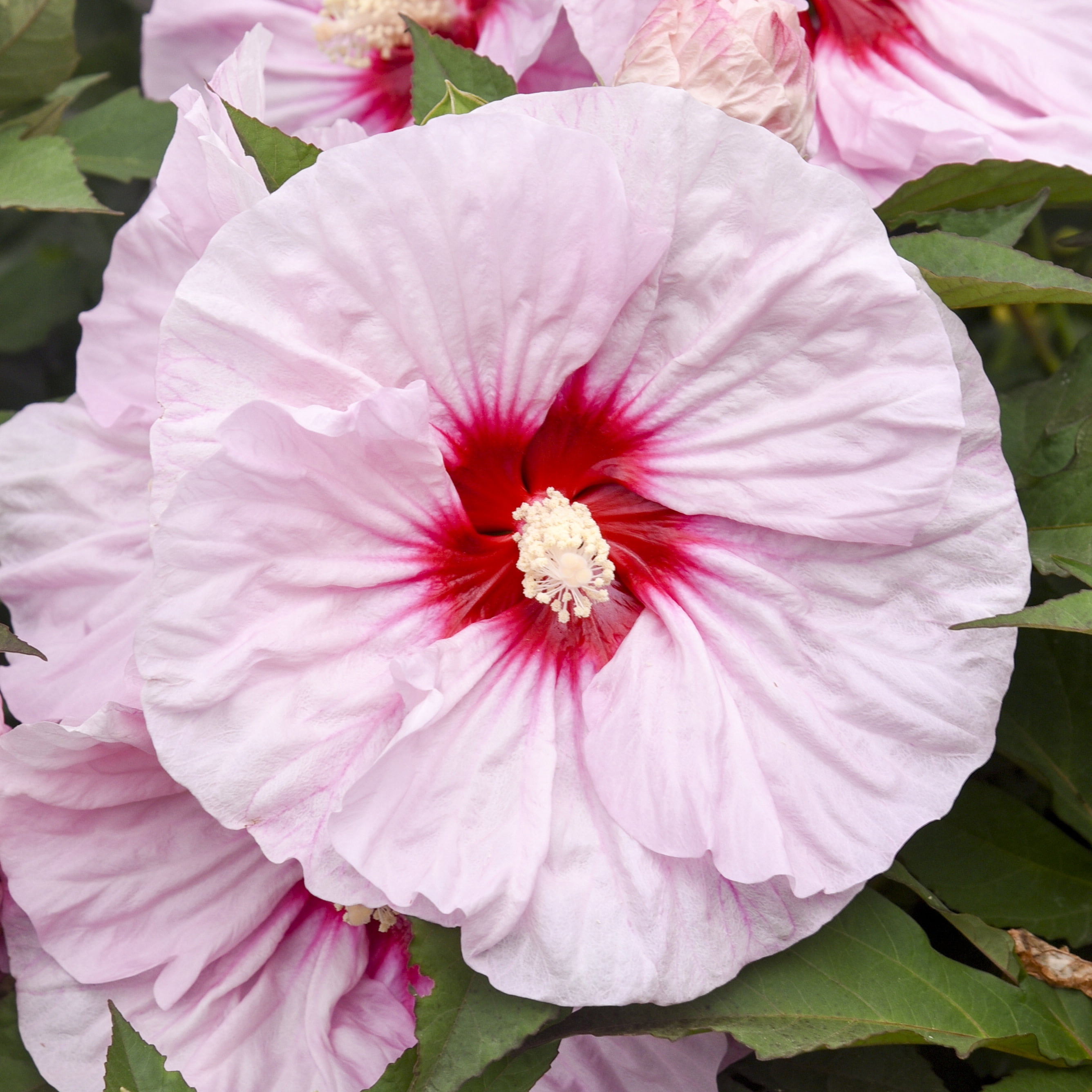 Proven Winners Summerific Rose Mallow