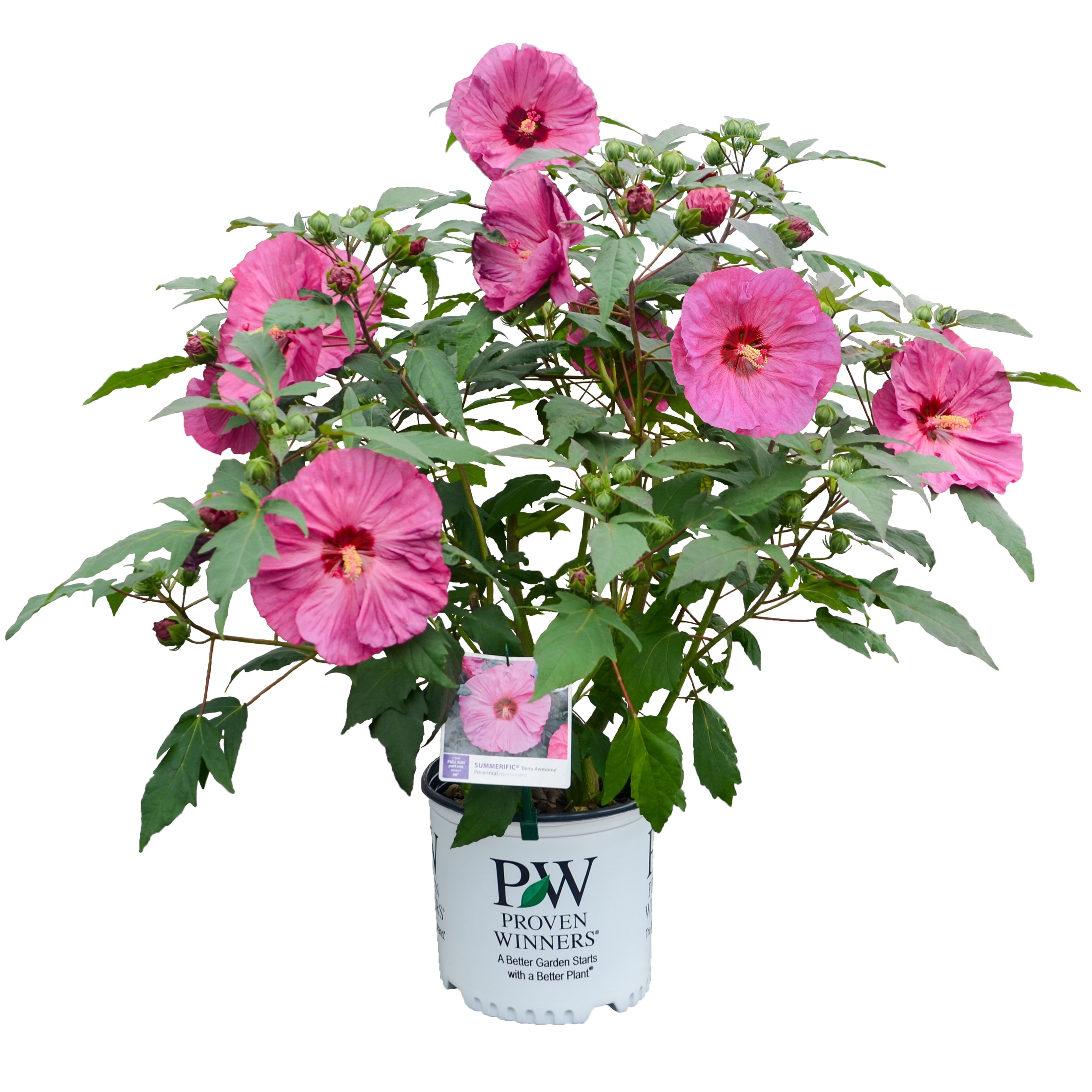 Proven Winners 18" Pink Summerific 'Berry Awesome' Rose Mallow (Hibiscus hybrid) Perennial Live Plant in 9.38" Pot