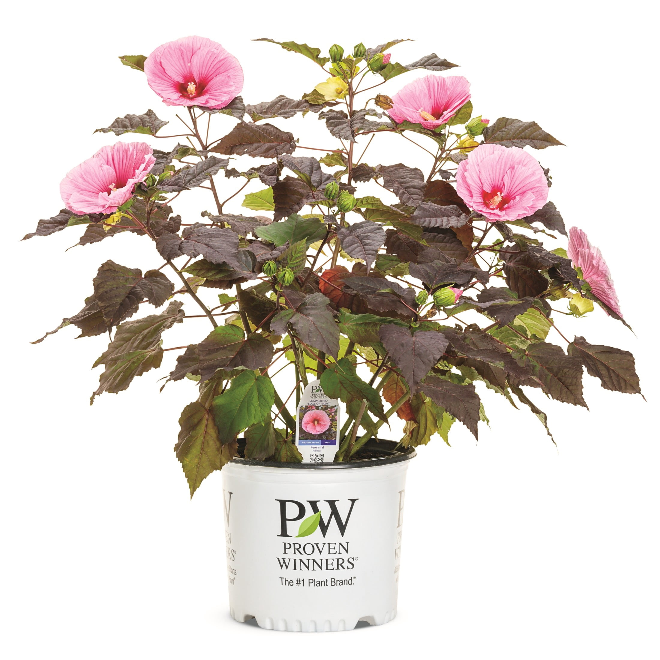 Proven Winners 18" Pink Summerific 'Edge of Night' Rose Mallow Live Plant in 8.88" Pot