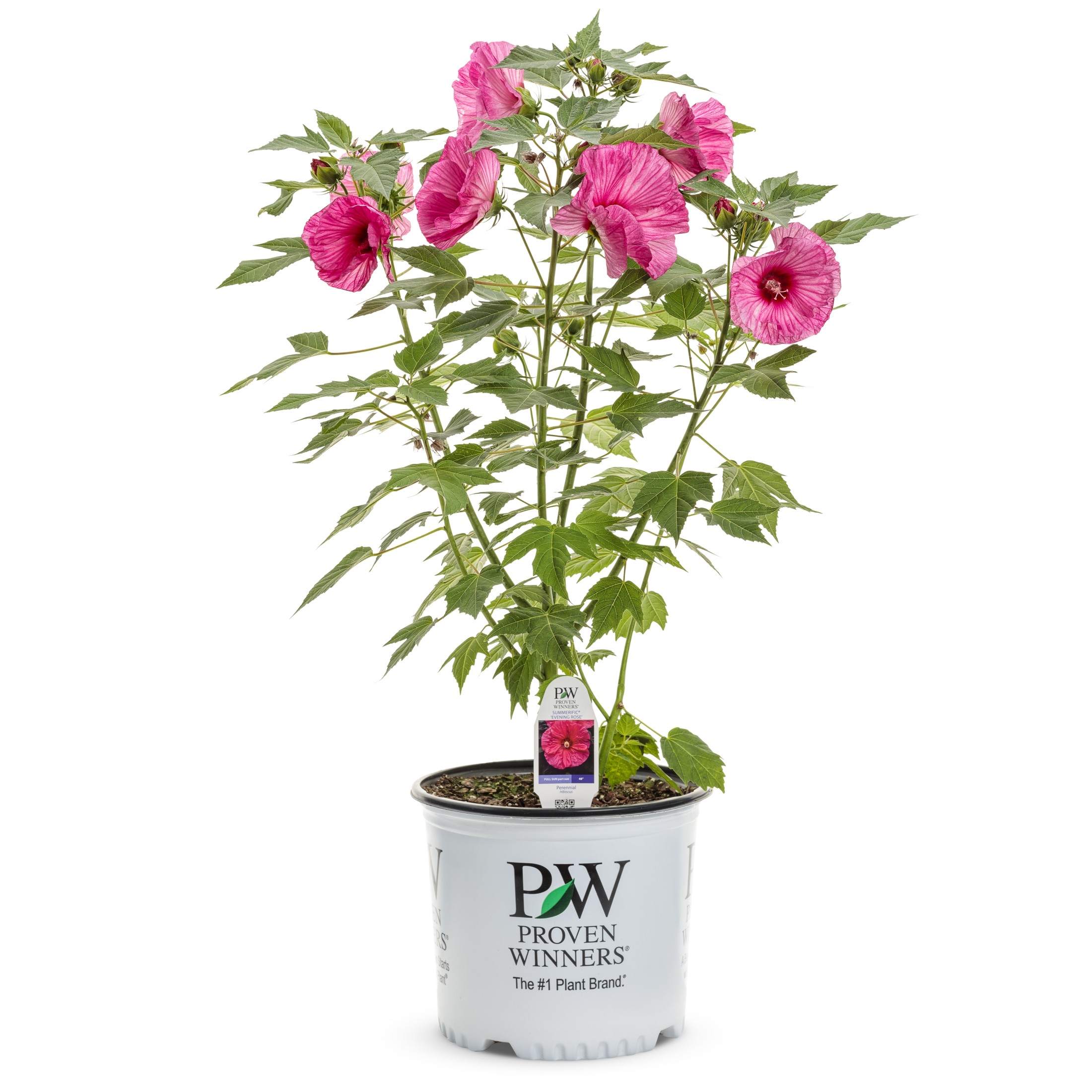 Proven Winners 18" Pink Summerific 'Evening Rose' Rose Mallow Live Plant in 8.88" Pot