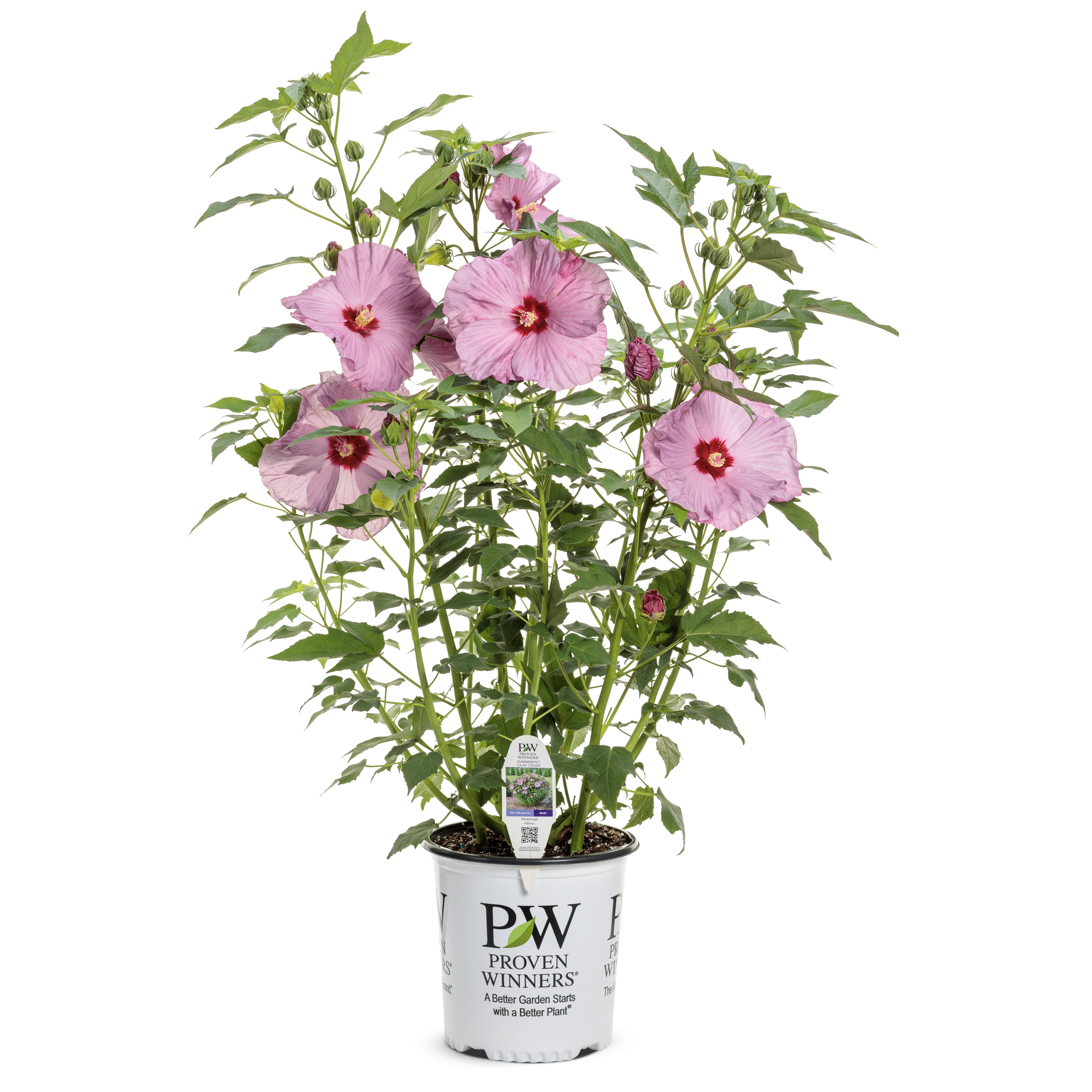 Proven Winners 18" Purple Summerific 'Lilac Crush' Rose Mallow (Hibiscus hybrid) Perennial Live Plant in 9.38" Pot
