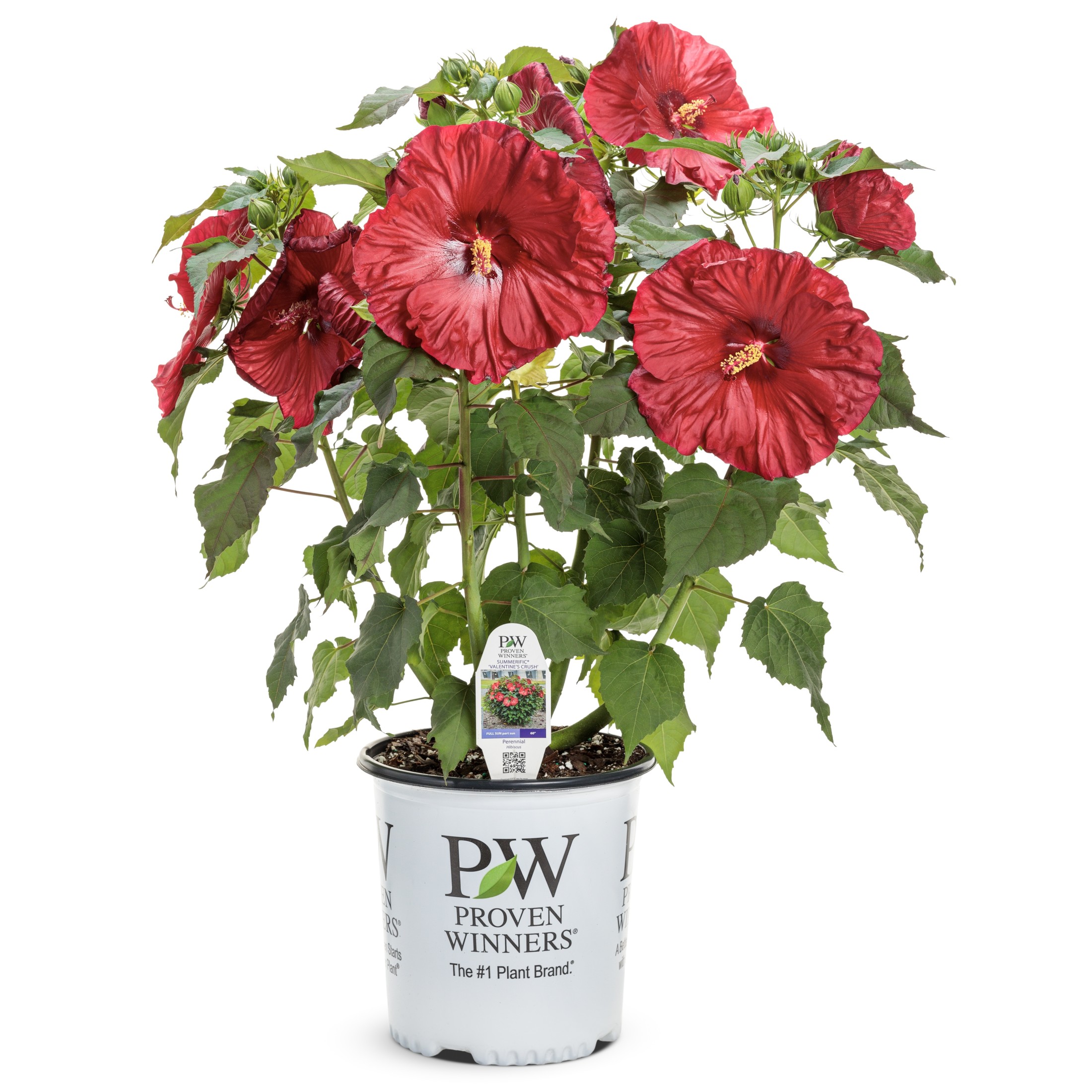Proven Winners 18" Red Summerific 'Valentine's Crush' Rose Mallow Live Plant in 8.88" Pot