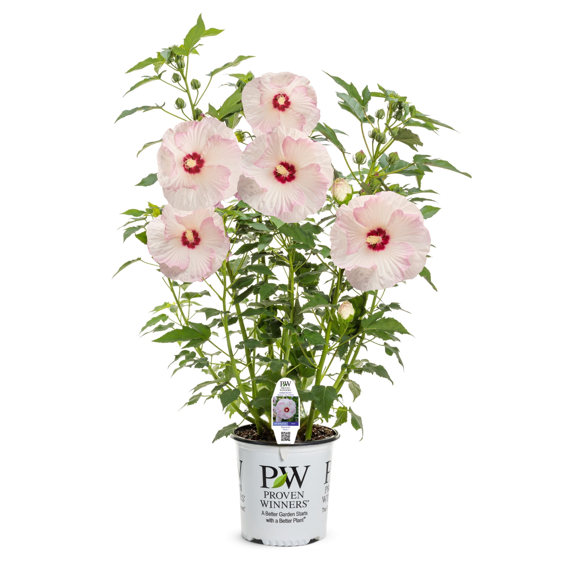 Proven Winners 18" White Summerific 'Ballet Slippers' Rose Mallow Live Plant in 8.88" Pot