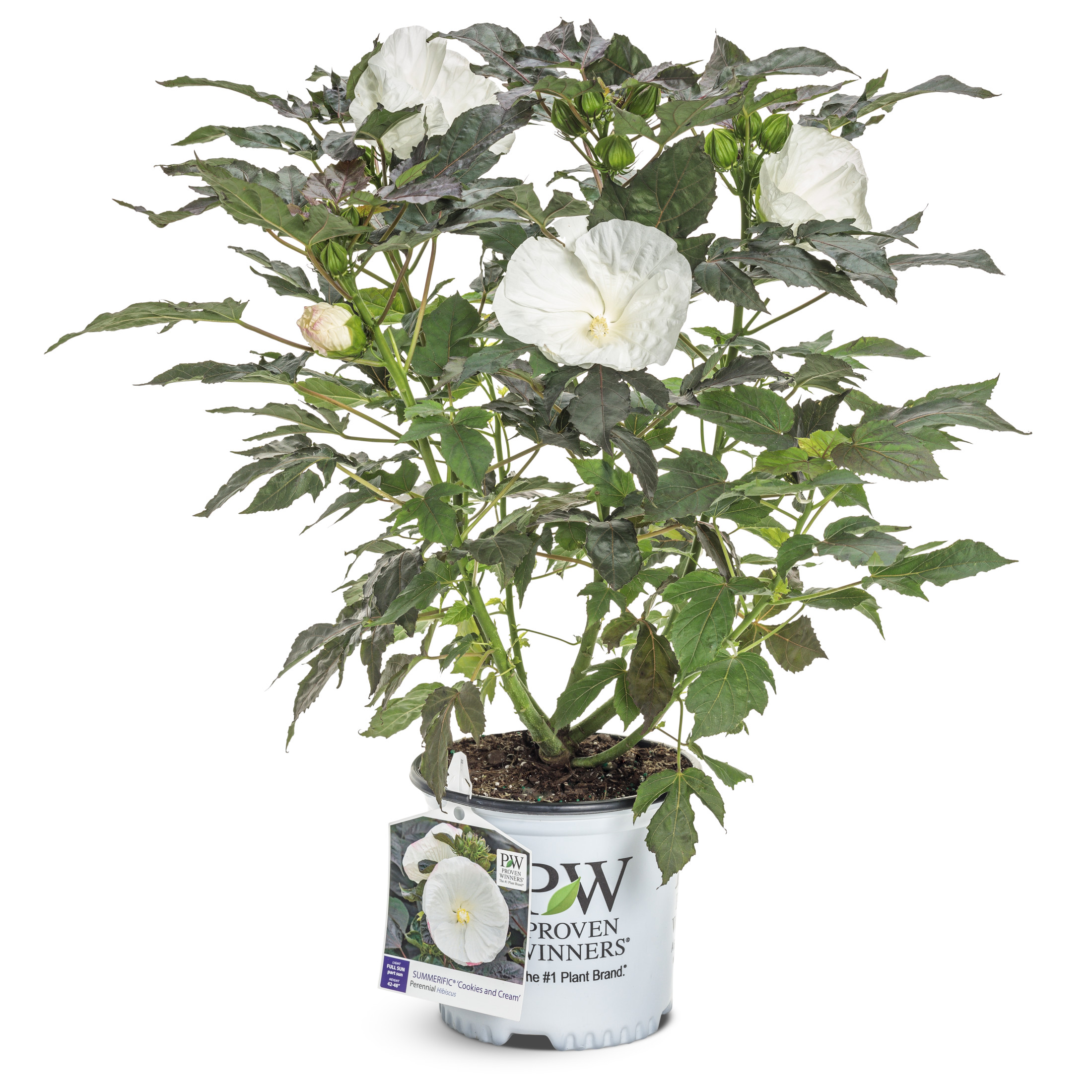 Proven Winners 18" White Summerific 'Cookies and Cream' Rose Mallow Live Plant in 8.88" Pot