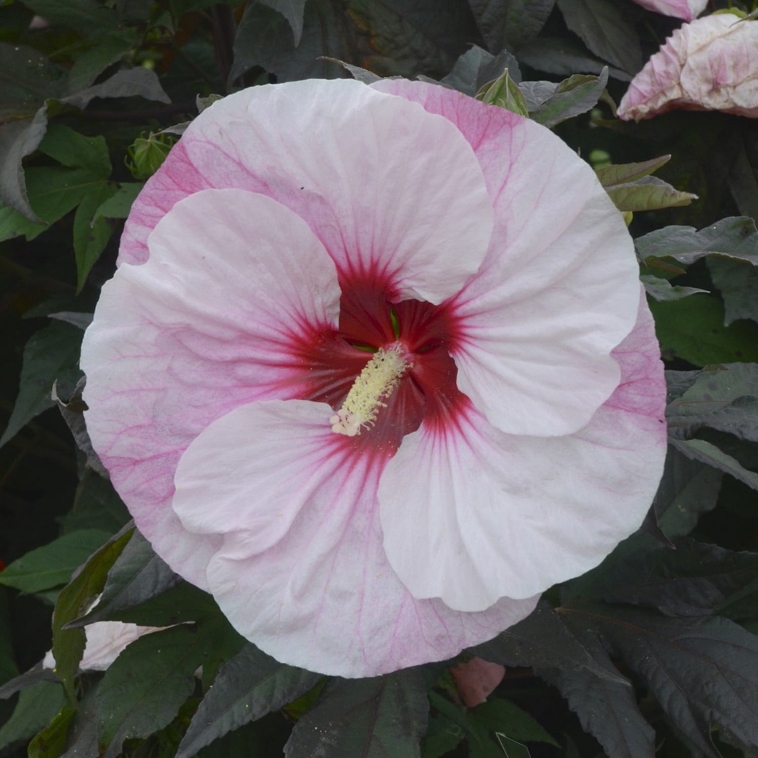Proven Winners 18" White Summerific 'Perfect Storm' Rose Mallow Live Plant in 8.88" Pot