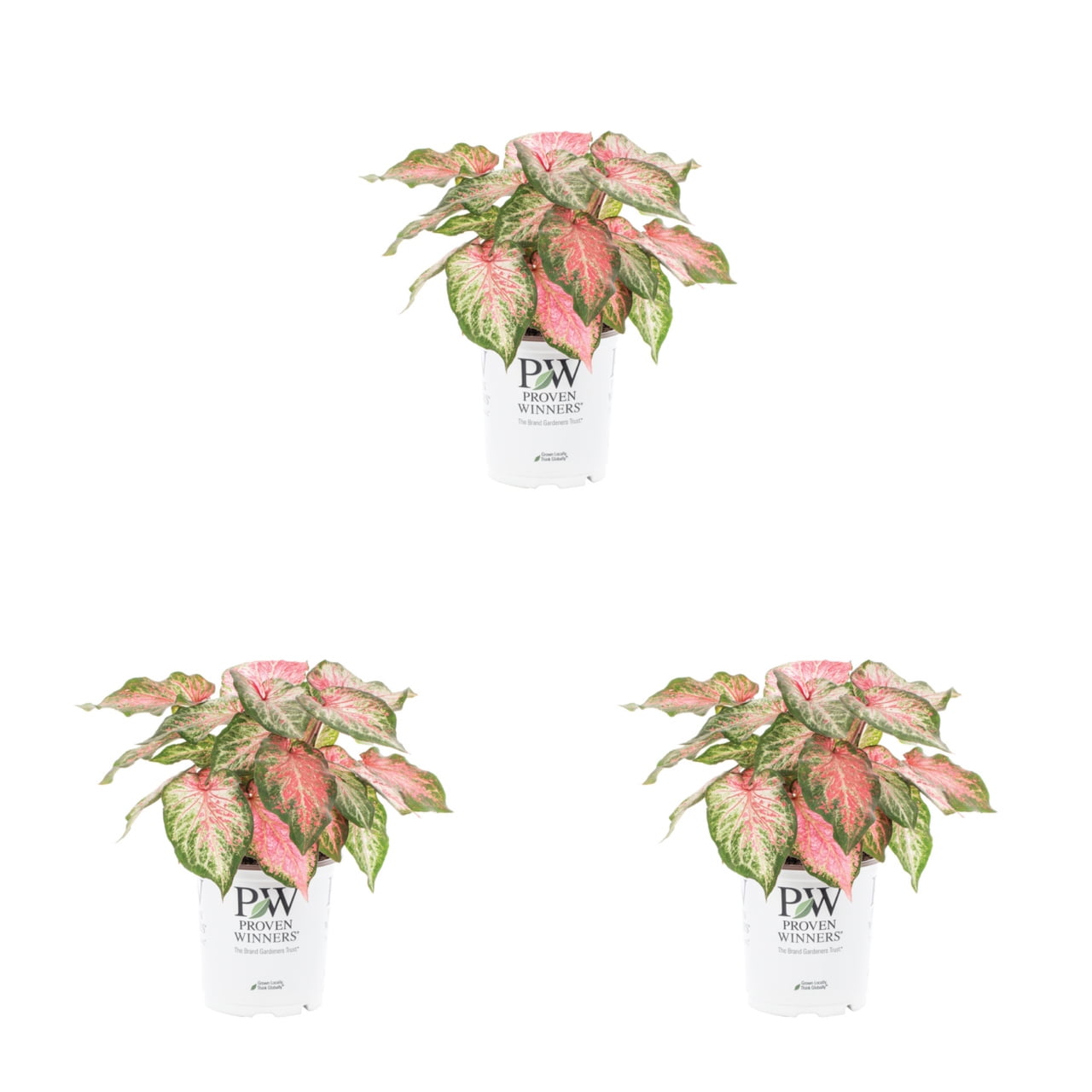 Proven Winners 2.5QT Green Pink Caladium Live Annual Plant Sun 3-Pack