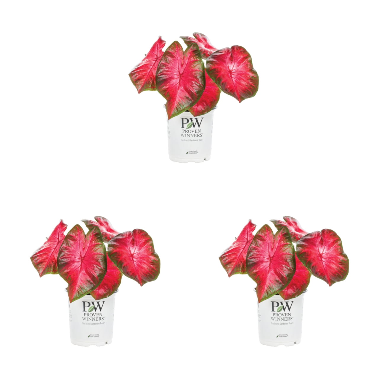 Proven Winners 2QT Multicolor Caladium Live Annual Plant Sun 3-Pack