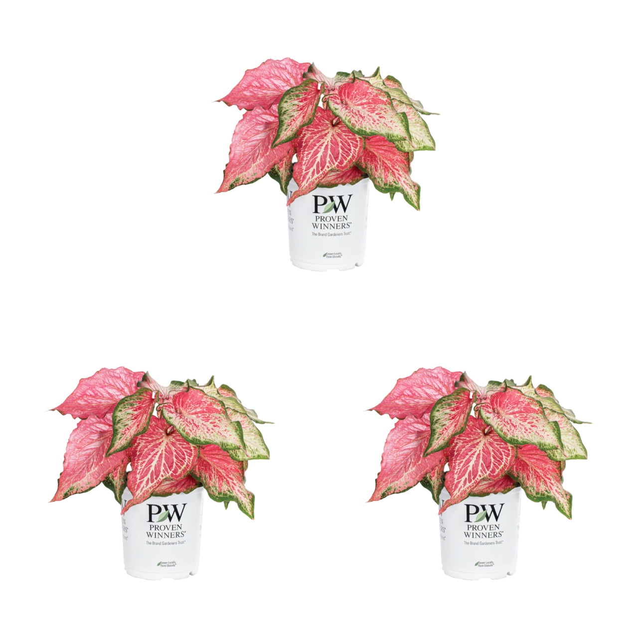 Proven Winners 2.5QT Raspberry Caladium Live Annual Plant Sun 3-Pack