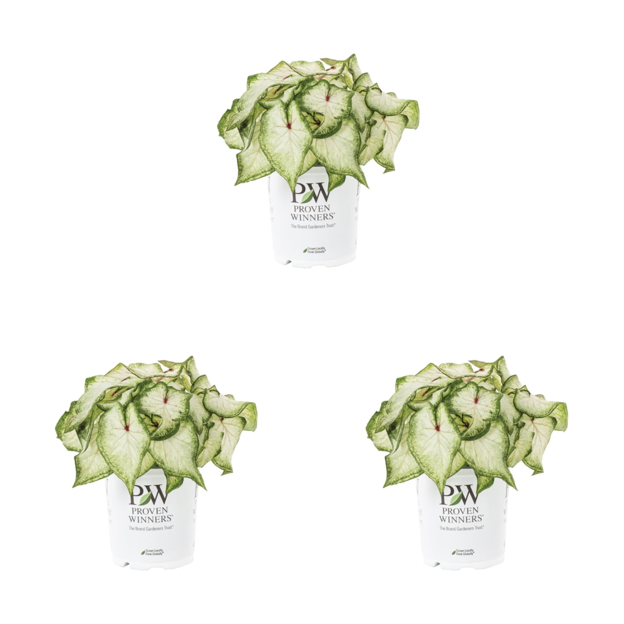 Proven Winners 2QT White Caladium Live Annual Plant Sun 3-Pack