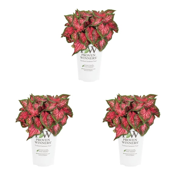 Proven Winners 2QT Multicolor Caladium Live Annual Plant Sun 3-Pack