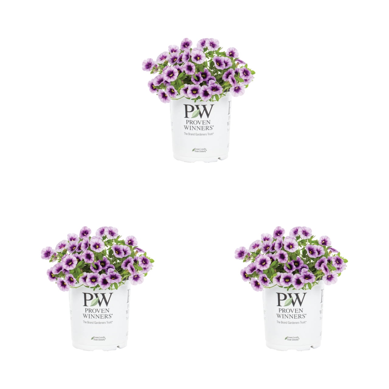 Proven Winners 2QT BlueCalibrachoa Live Annual Plant Sun 3-Pack
