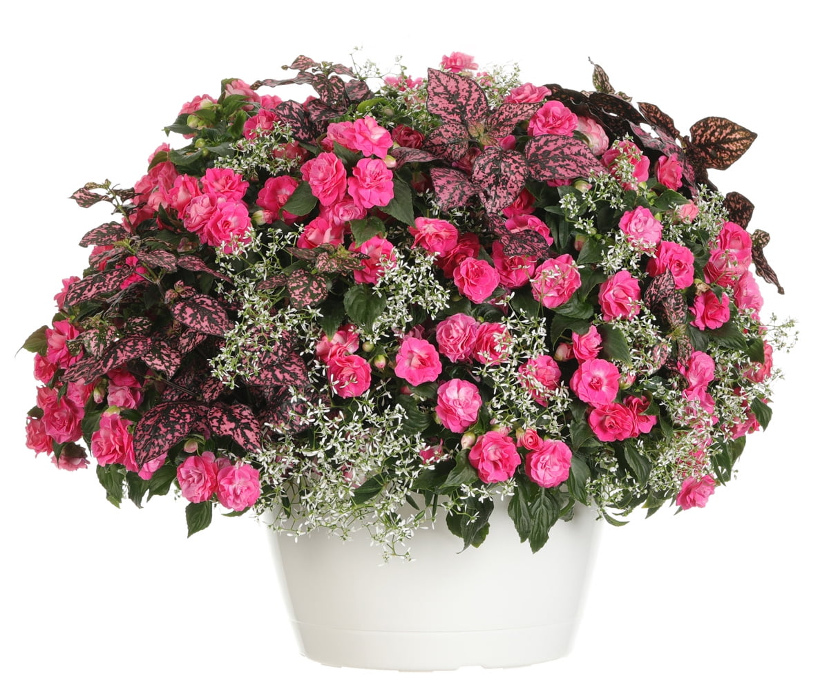 Proven Winners Gloria Rose Combo Hanging Basket, Multicolor Annual