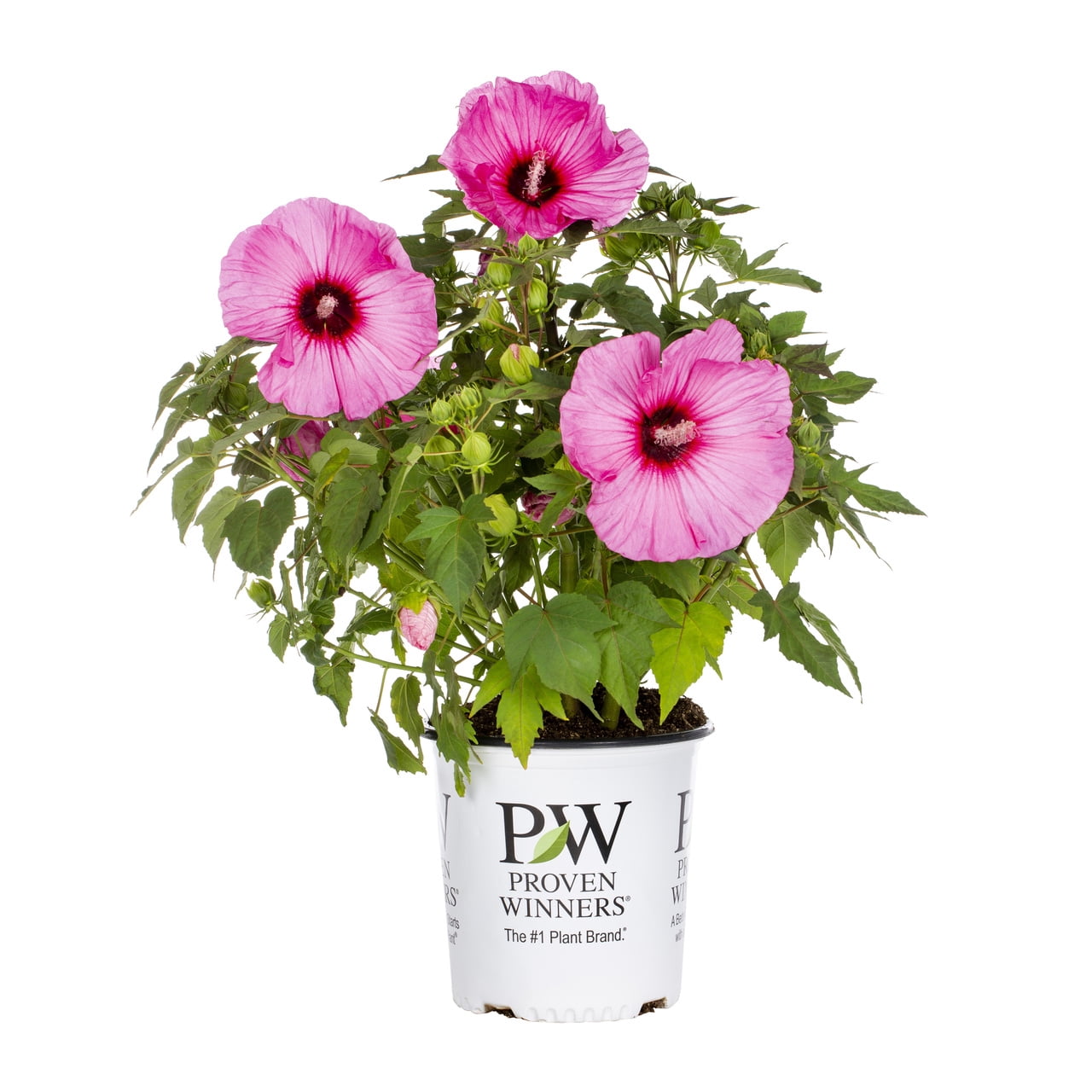 Proven Winners 2gal Multicolor Hibiscus Summerific Cherry Choco