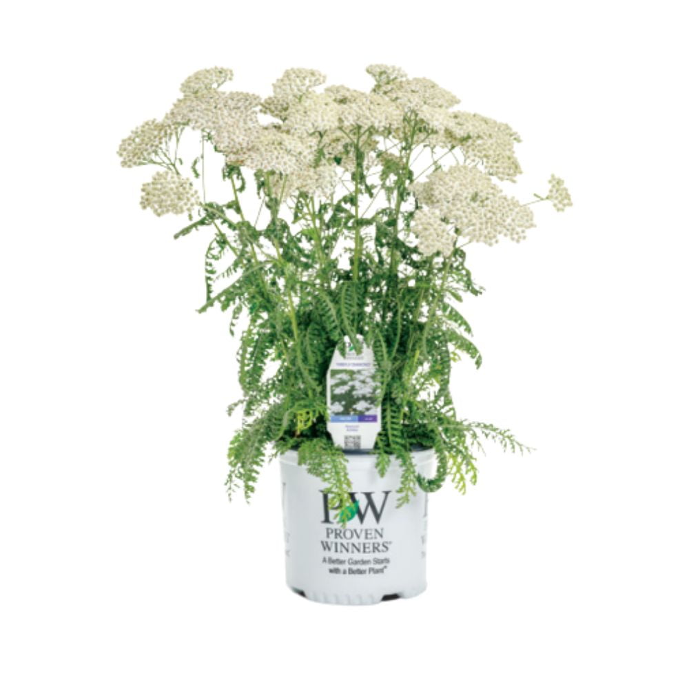 Ivory White Achillea Hybrid Yarrow Plant in 1-Gallon Pot