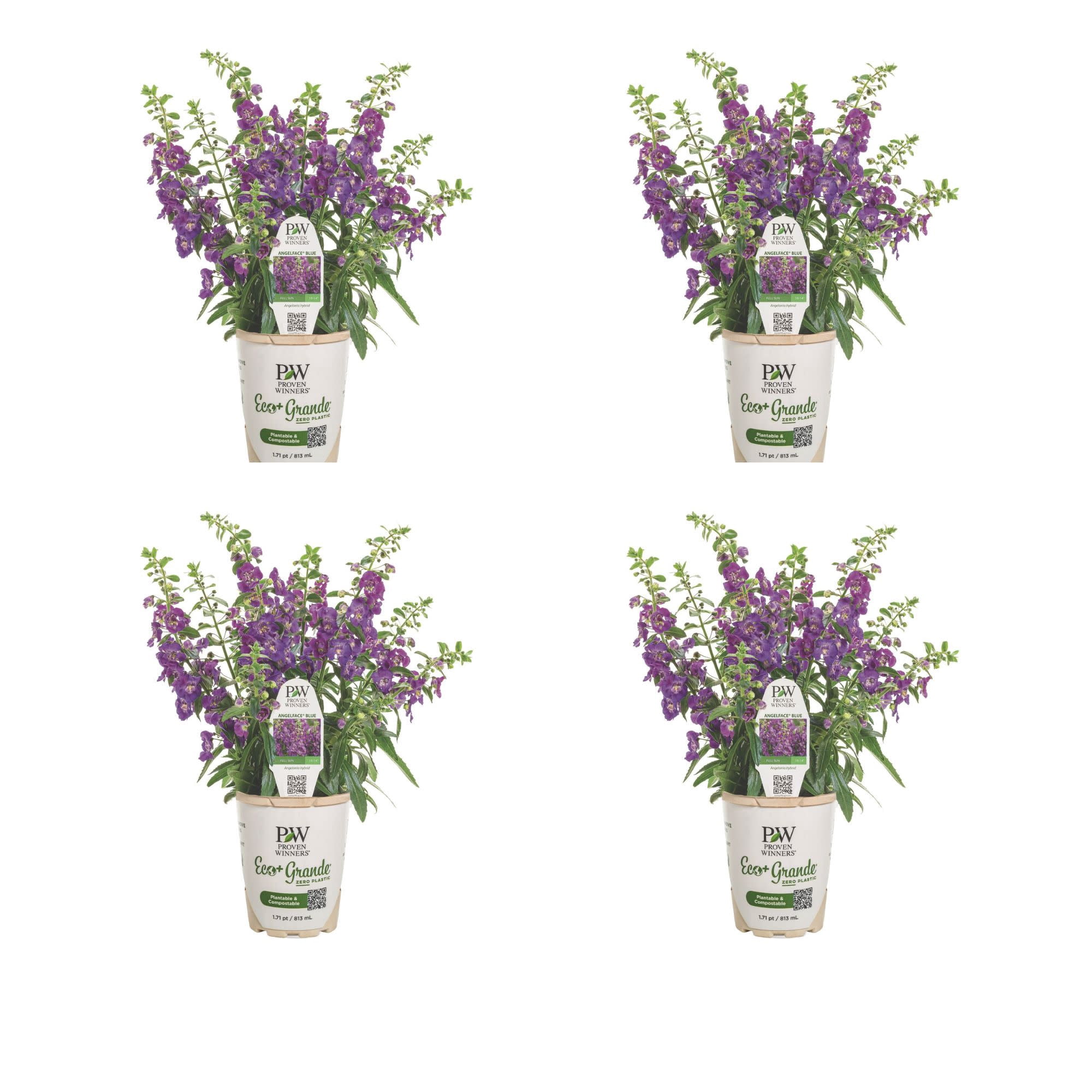 Proven Winners 4" Angelface Blue Summer Snapdragon Live Plant in 4.25" Pot (4 Count)