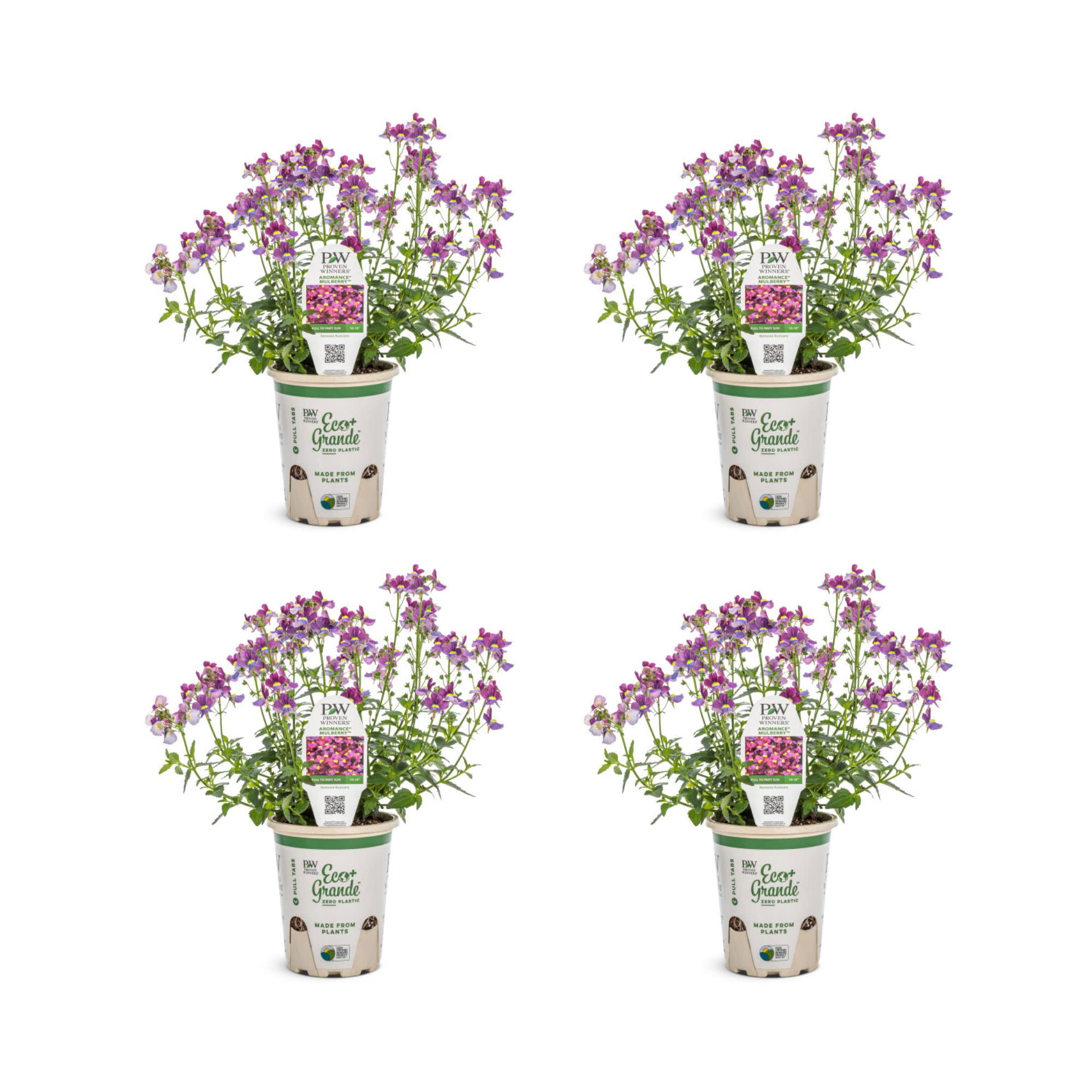 Proven Winners 4" Purple Aromance Mulberry Nemesia Live Plant in 4.25" Pot (4 Count)