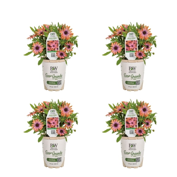 Proven Winners 4" Multicolor Bright Lights Horizon Sunset African Daisy Live Plant in 4.25" Pot (4 Count)