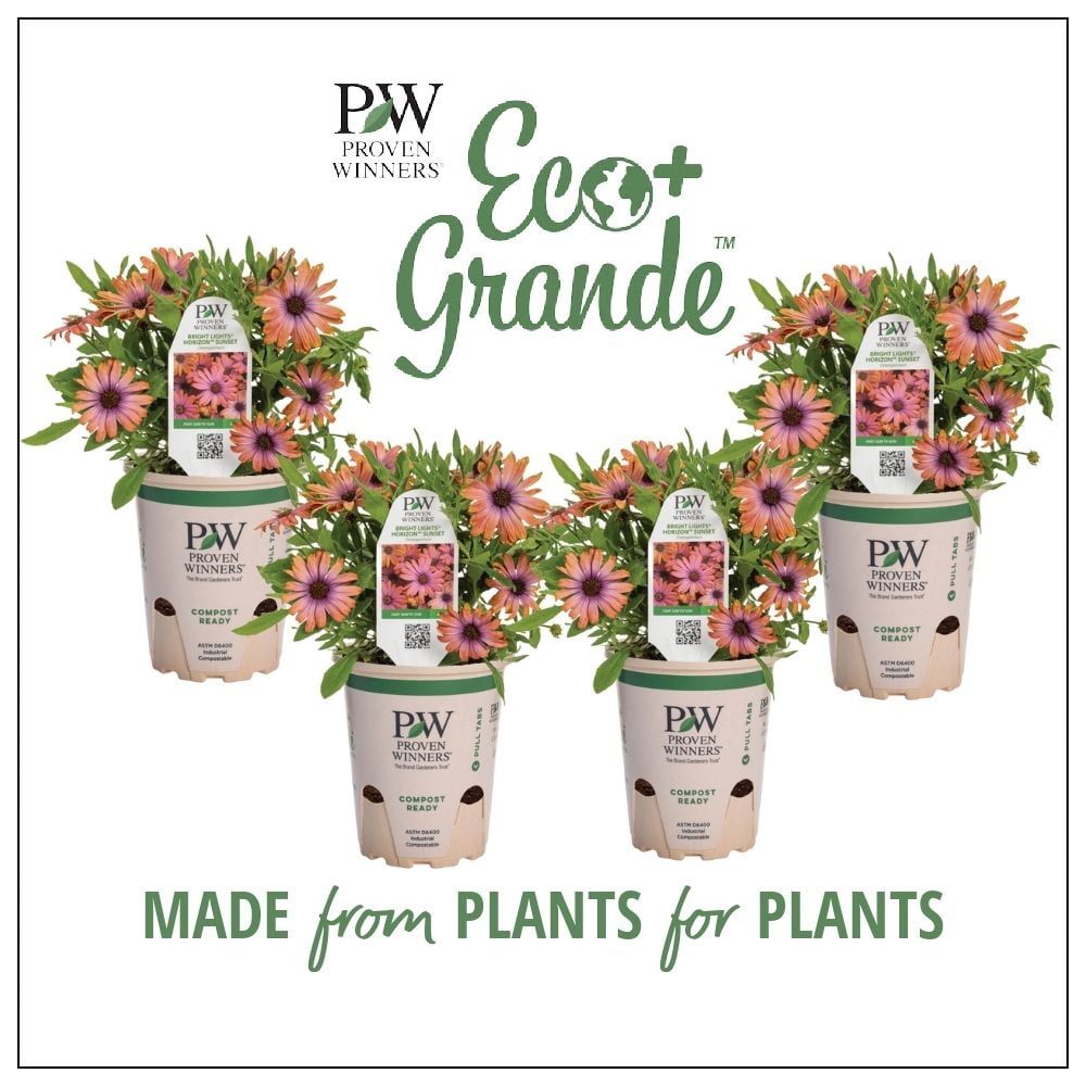 Proven Winners 4.25 in. Eco+Grande, Bright Lights Horizon Sunset African Daisy (Osteospermum hybrid), Live Plant, Pink Flowers (4-Pack)