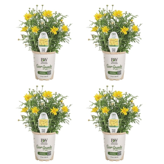 Proven Winners 4" Yellow Golden Butterfly Marguerite Daisy Live Plant in 4.25" Pot (4 Count)