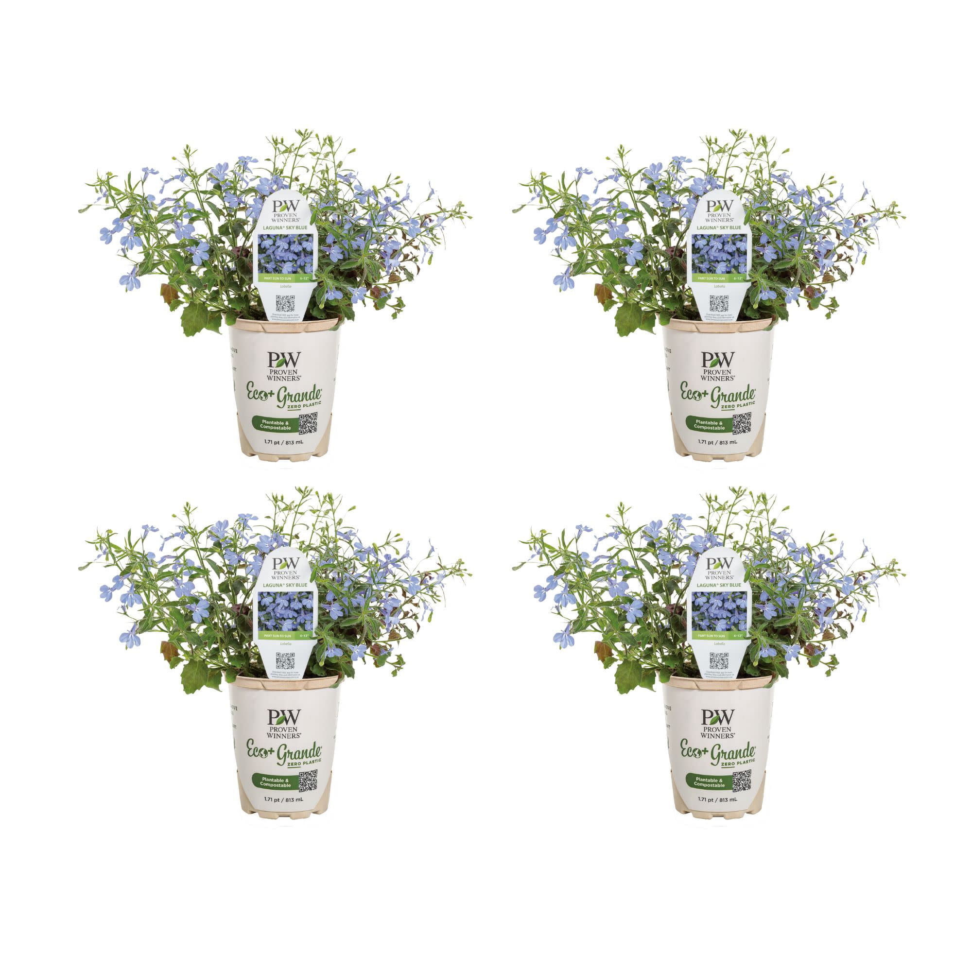 Proven Winners 4" Laguna Sky Blue Lobelia Live Plant in 4.25" Pot (4 Count)