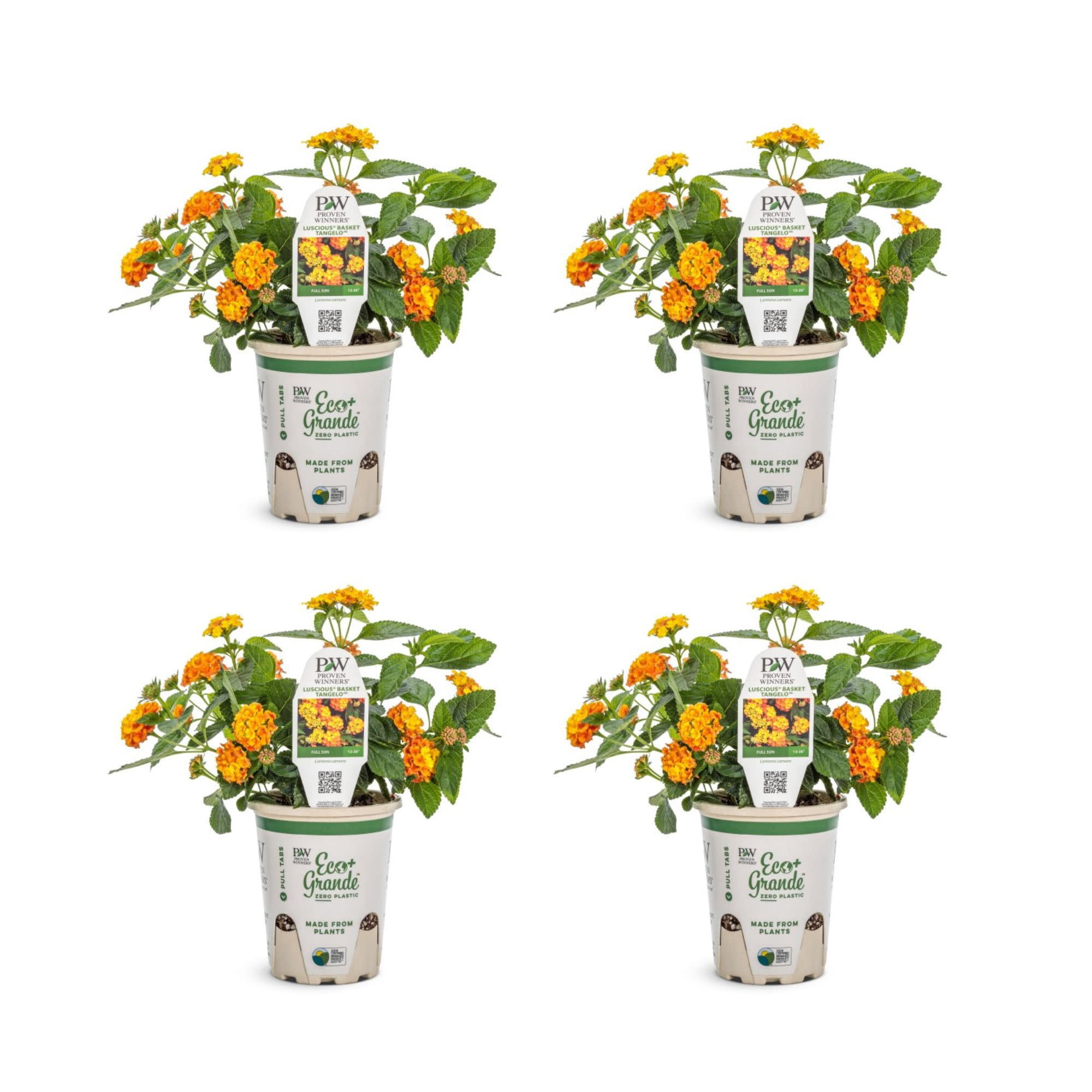 Proven Winners 4" Multicolor Luscious Basket Tangeglow Lantana Live Plant in 4.25" Pot (4 Count)
