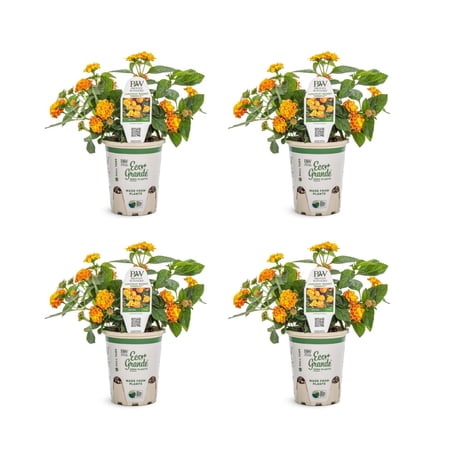 Proven Winners 4" Multicolor Luscious Basket Tangeglow Lantana Live Plant in 4.25" Pot (4 Count)