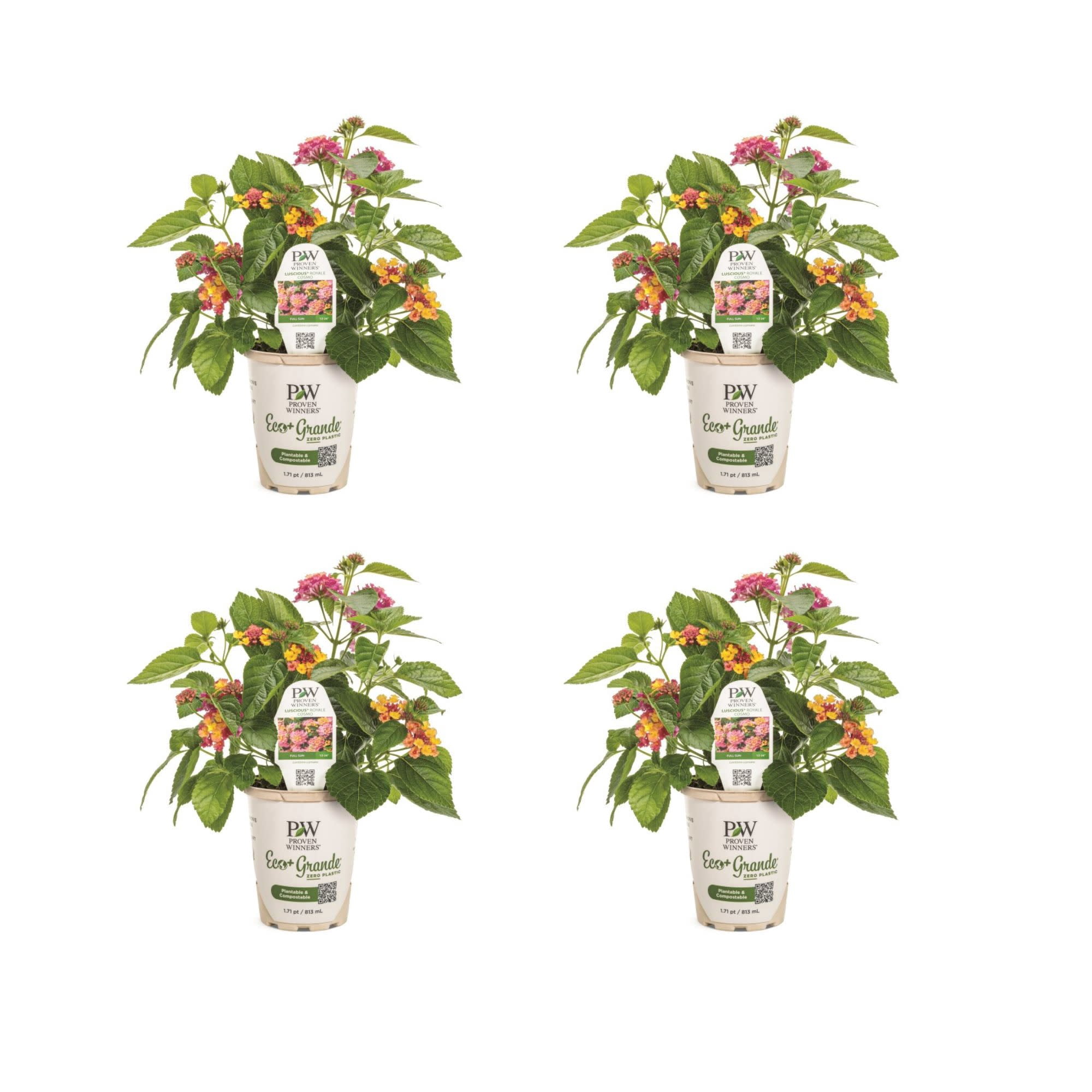 Proven Winners 4" Multicolor Luscious Royale Cosmo Lantana Live Plant in 4.25" Pot (4 Count)