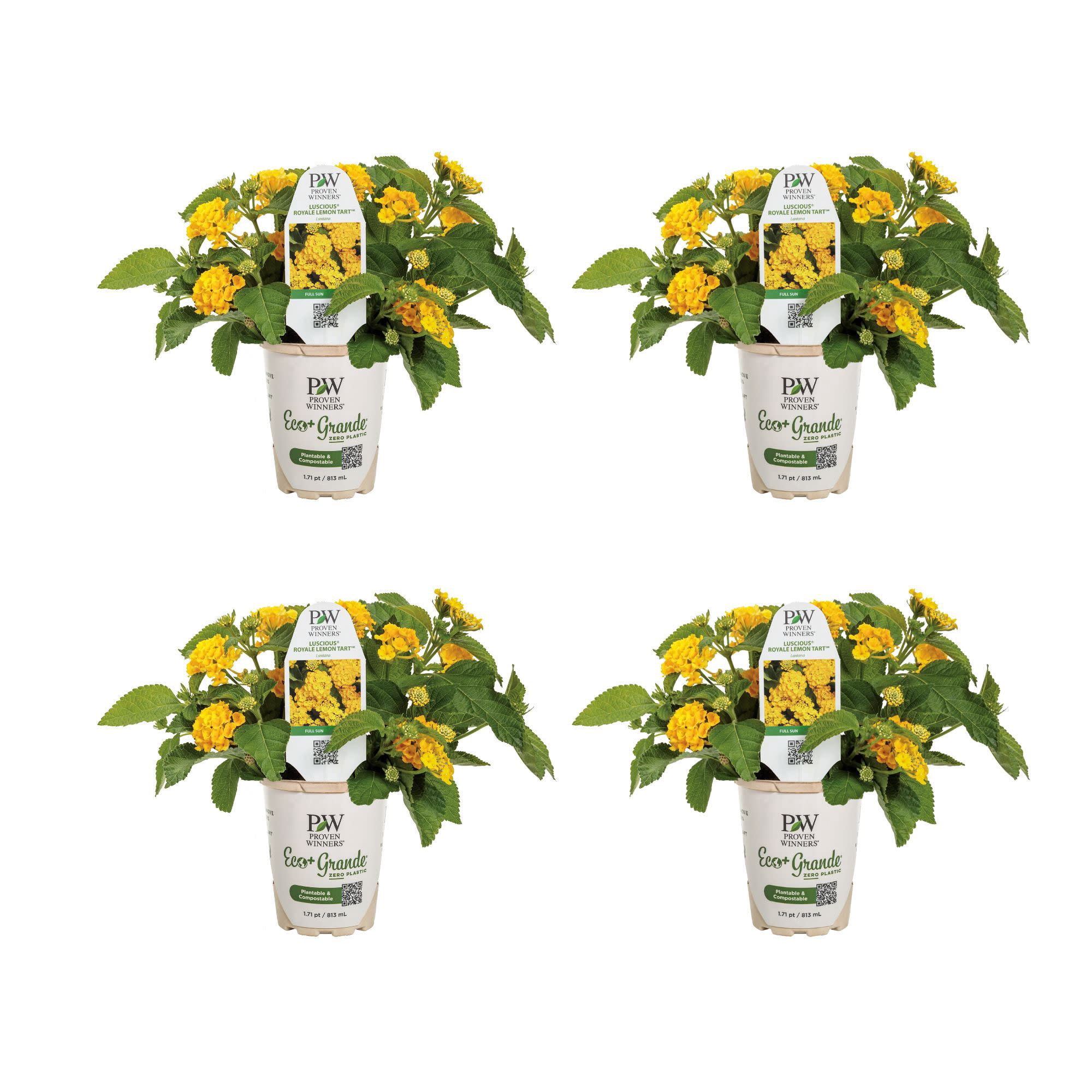 Proven Winners 4" Yellow Luscious Royale Lemon Tart Lantana Live Plant in 4.25" Pot (4 Count)