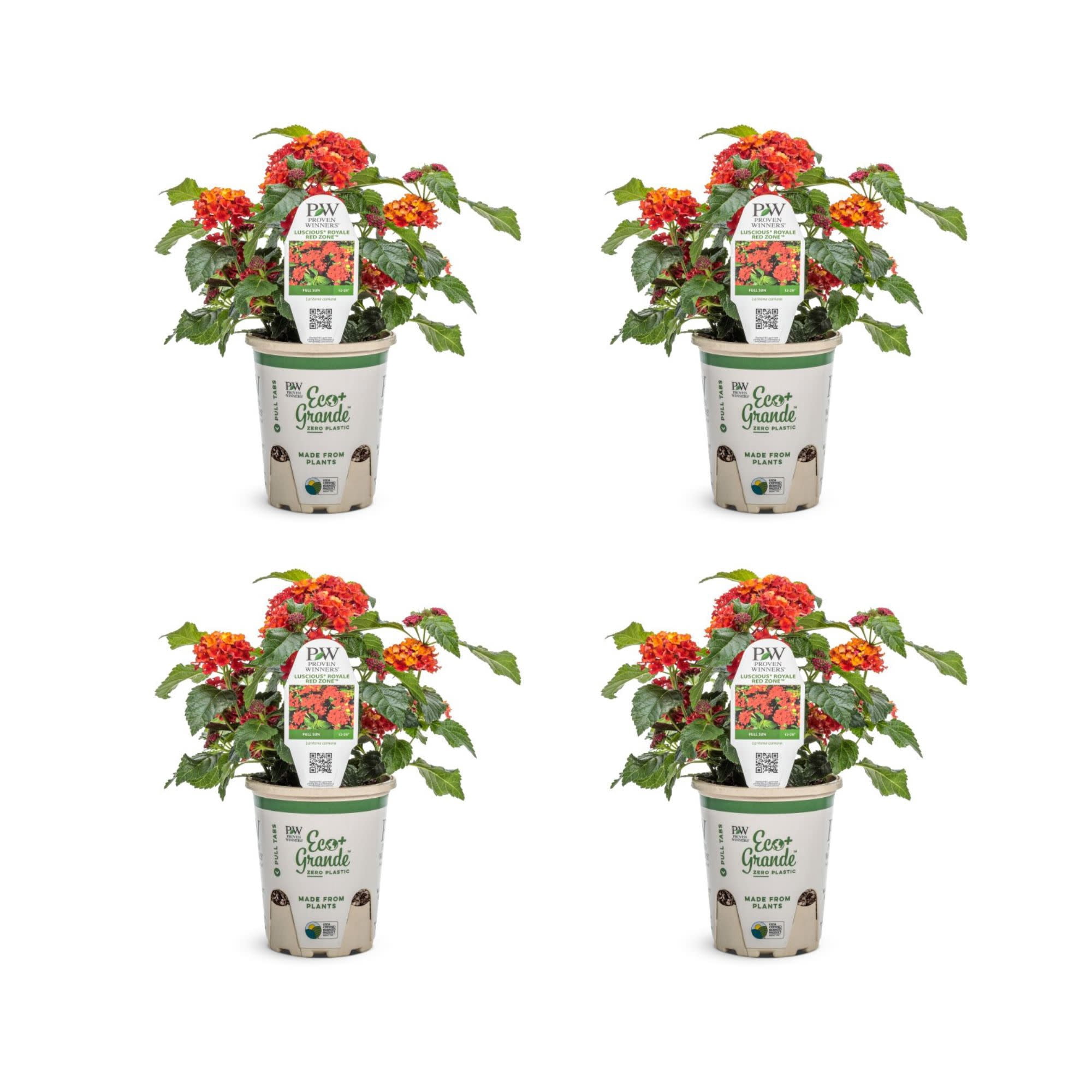 Proven Winners 4" Luscious Royale Red Zone Lantana Live Plant in 4.25" Pot (4 Count)