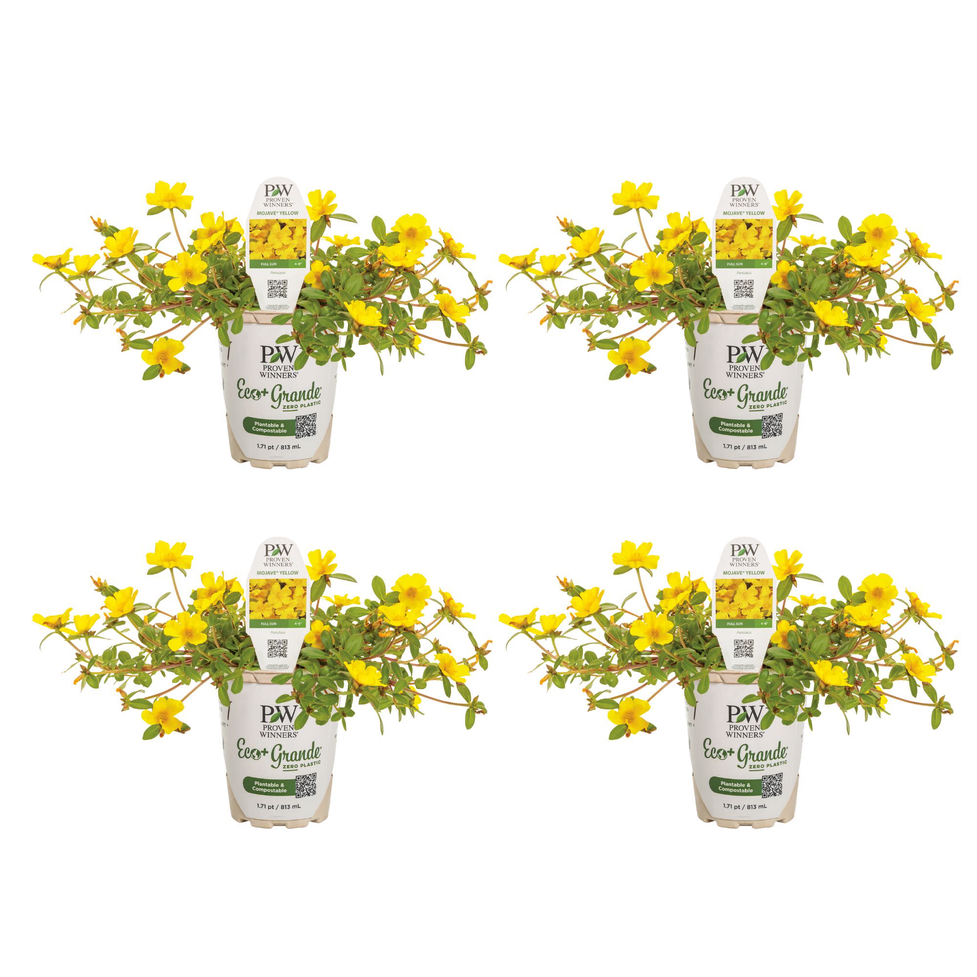 Proven Winners 4" Mojave Yellow Purslane Live Plant in 4.25" Pot (4 Count)