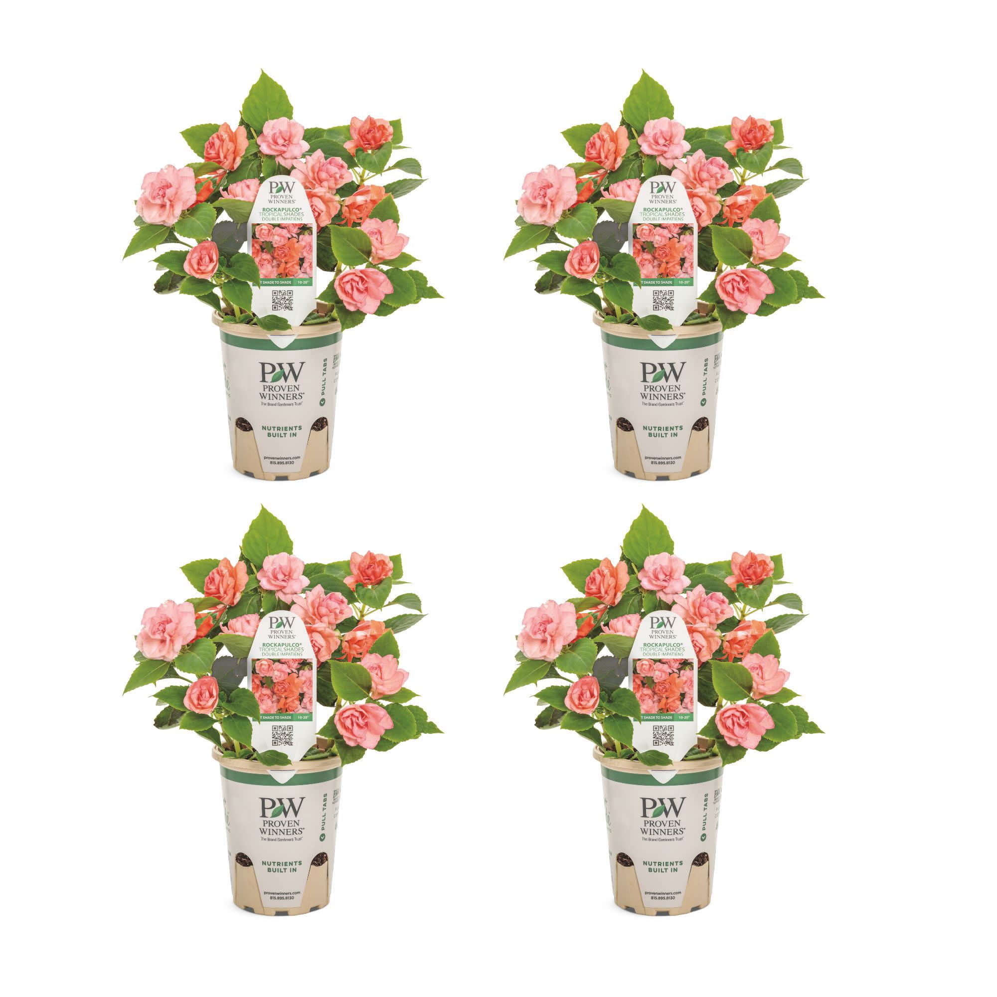 Proven Winners 4" Orange Rockapulco Tropical Shades Double Impatiens Live Plant in 4.25" Pot (4 Count)