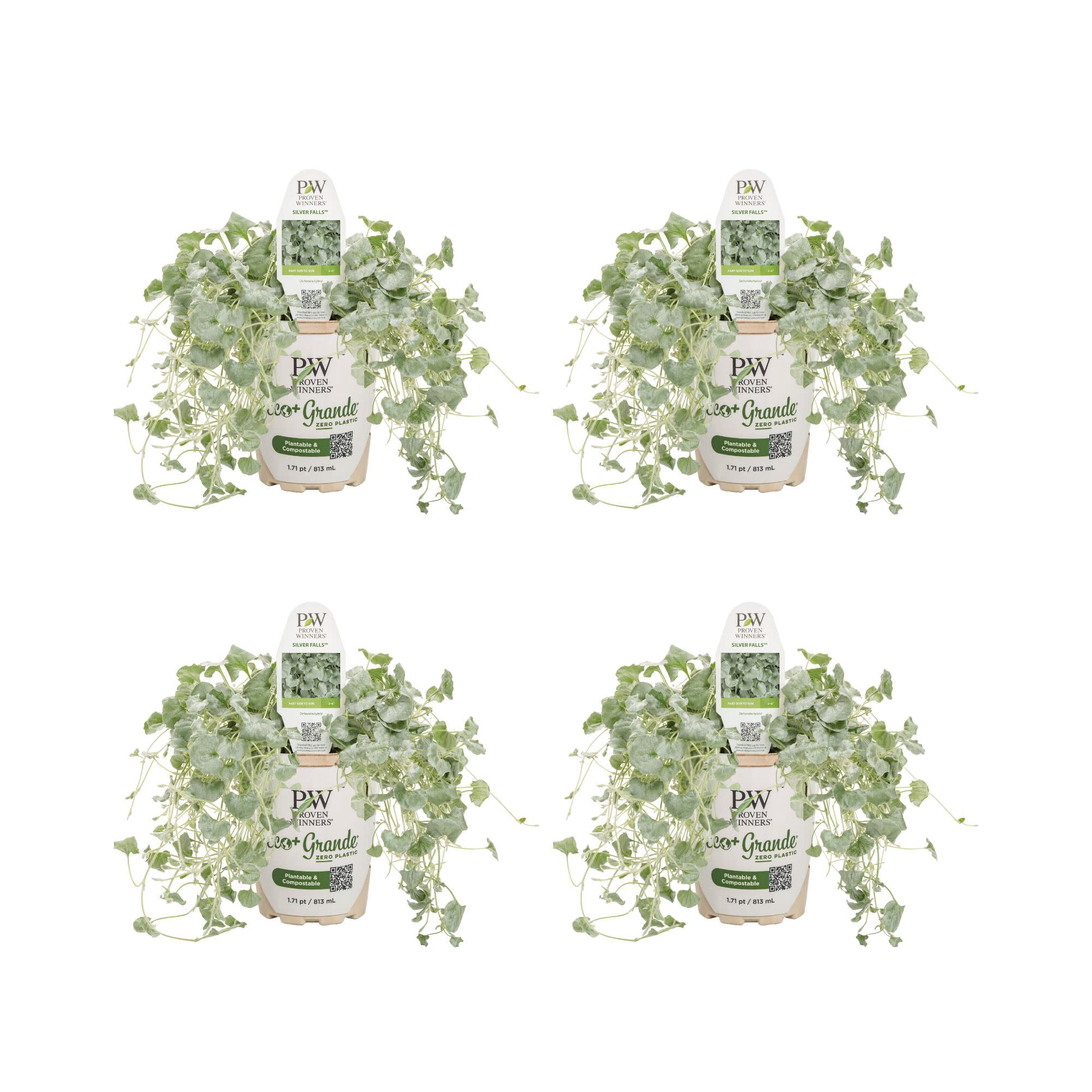 Proven Winners 4" Gray Silver Falls Silver Ponysfoot Live Plant in 4.25" Pot (4 Count)