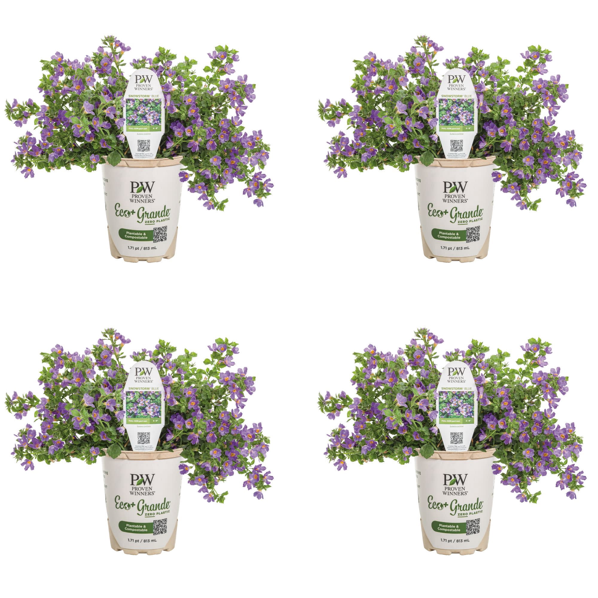Proven Winners 4" Snowstorm Blue Bacopa Live Plant in 4.25" Pot (4 Count)