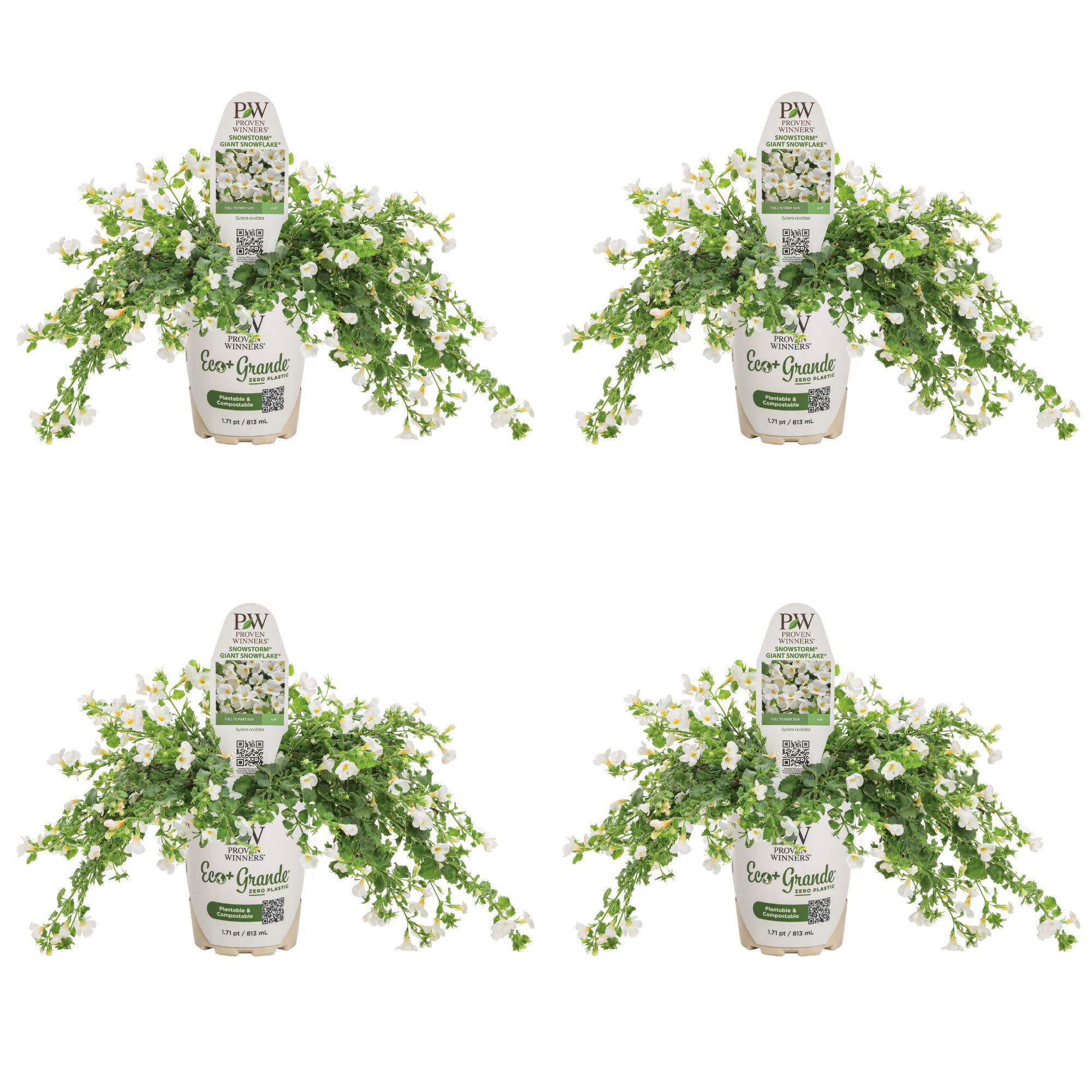 Proven Winners 4" White Snowstorm Giant Snowflake Bacopa Live Plant in 4.25" Pot (4 Count)