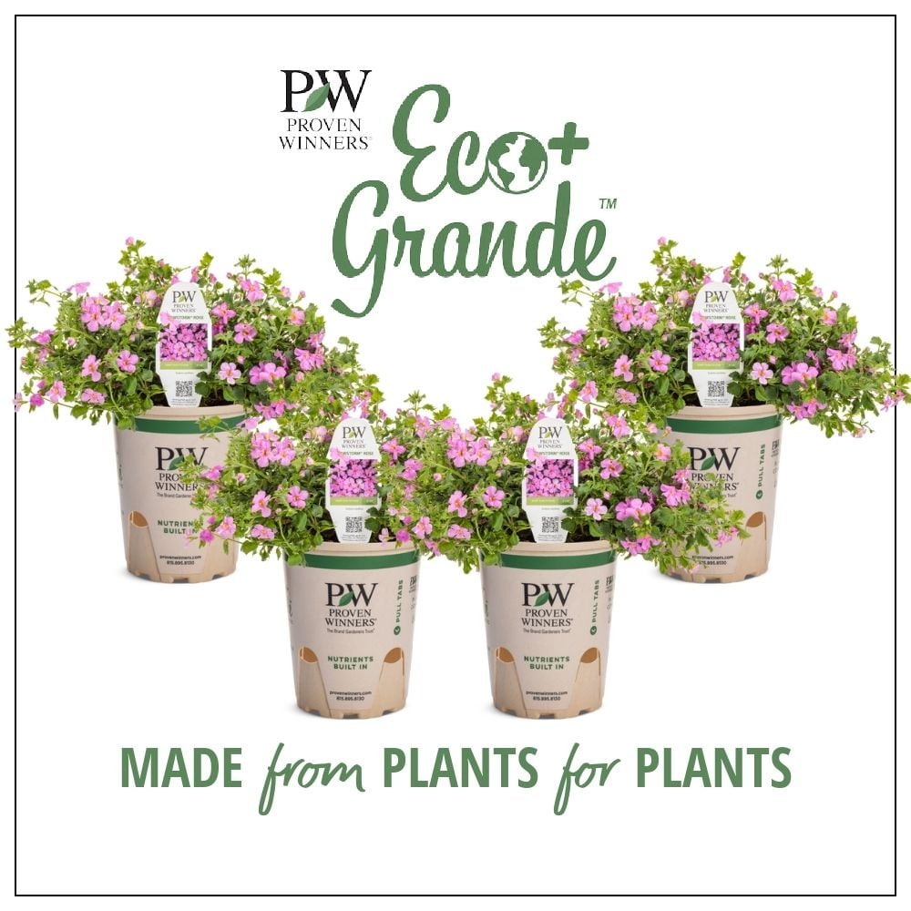 Proven Winners 4.25 in. Eco+Grande, Snowstorm Rose Bacopa (Sutera) Live Plant, Pink Flowers (4-Pack)