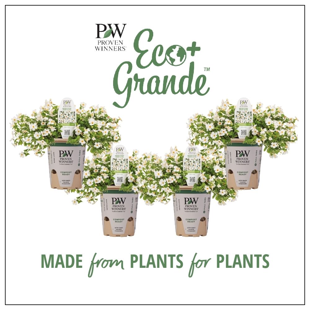 Proven Winners 4.25 in. Eco+Grande, Snowstorm Snow Globe Bacopa (Sutera) Live Plant, White Flowers (4-Pack)