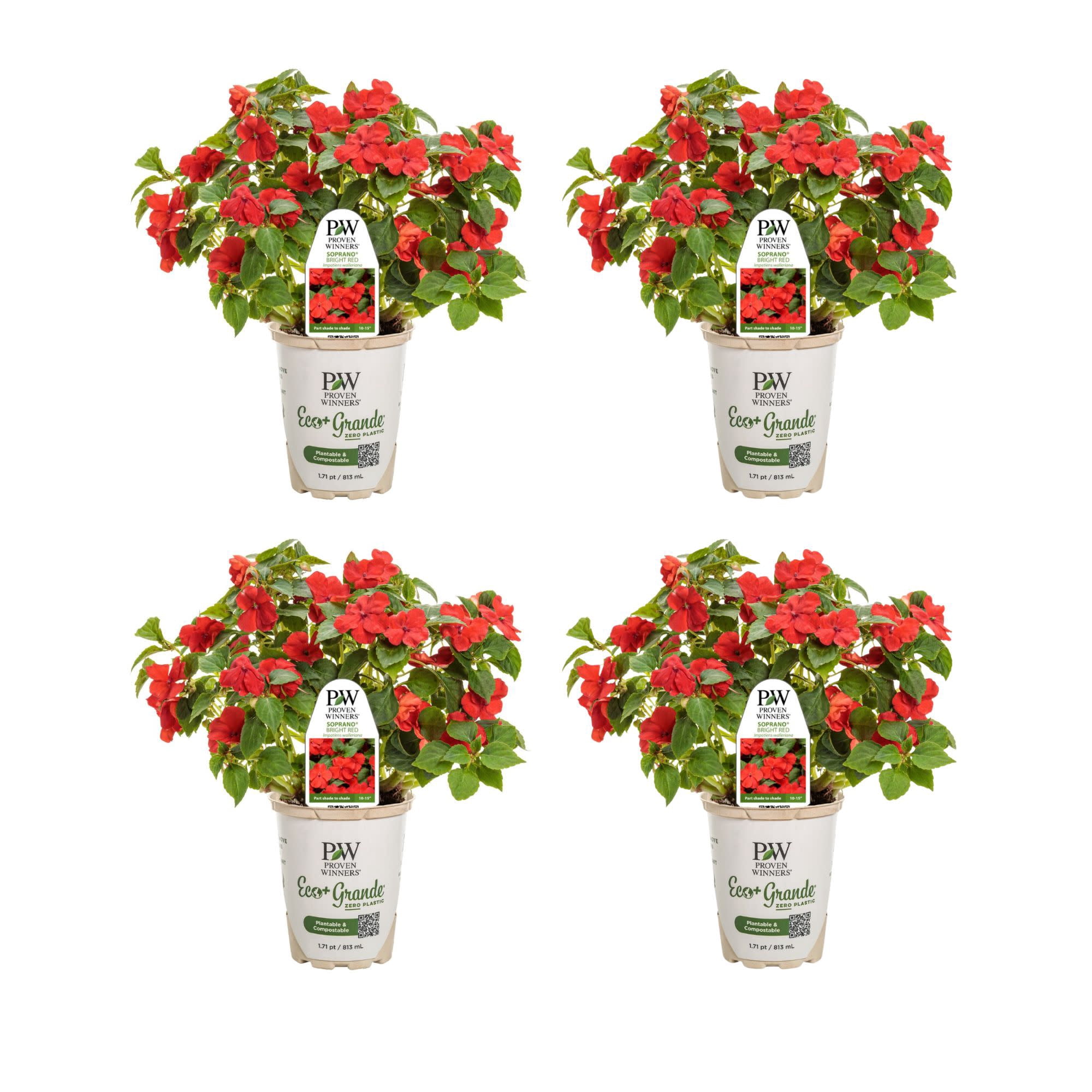 Proven Winners 4"  Soprano Bright Red Bedding Impatiens Live Plant in 4.25" Pot (4 Count)