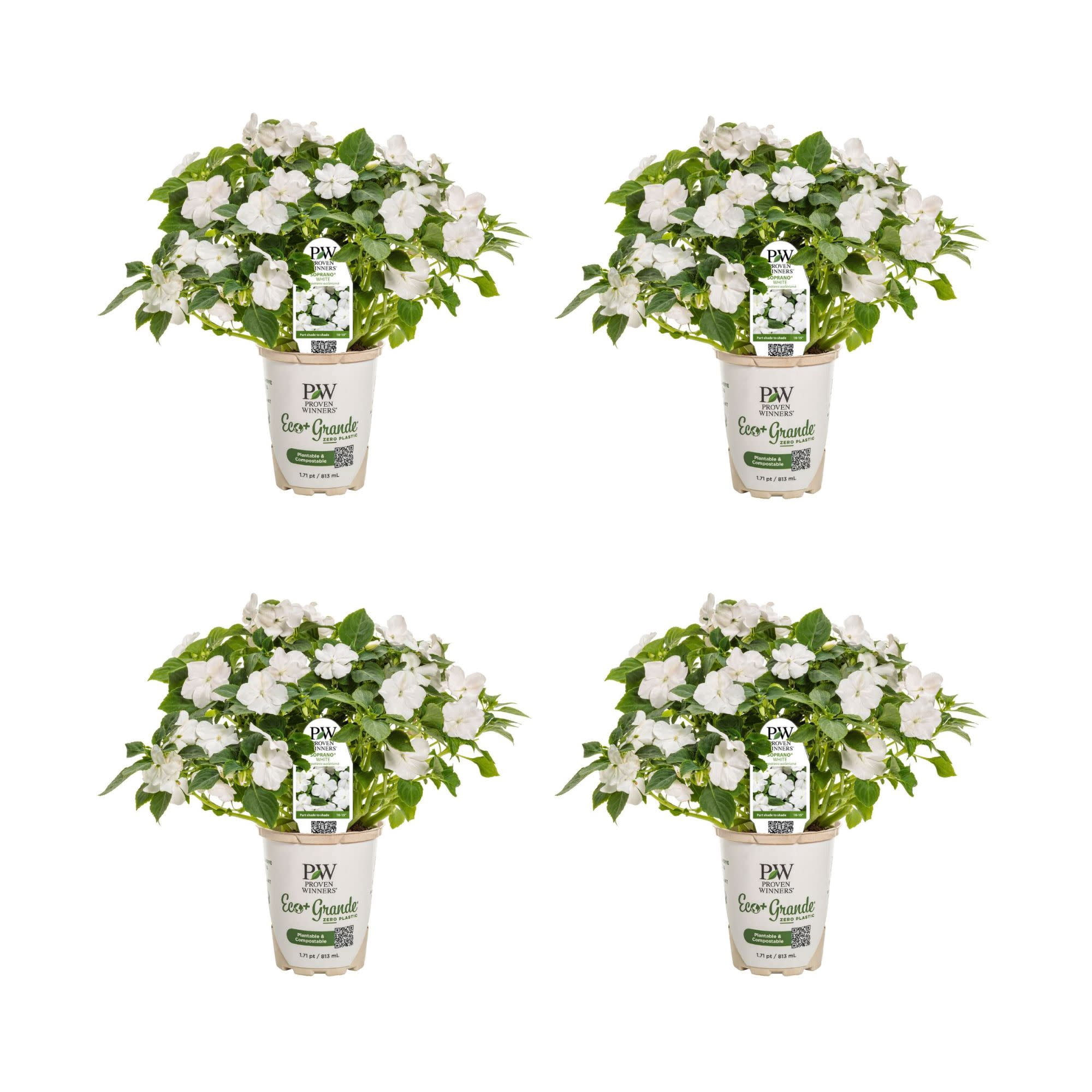 Proven Winners 4"  Soprano White Bedding Impatiens Live Plant in 4.25" Pot (4 Count)