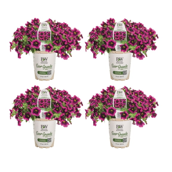 Proven Winners 4" Purple Superbells Blackcurrant Punch Calibrachoa Live Plant in 4.25" Pot (4 Count)