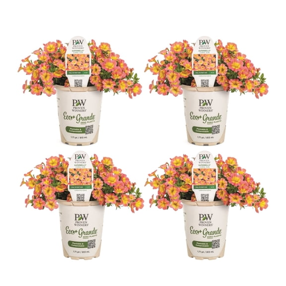 Proven Winners 4" Orange Superbells Coral Sun Calibrachoa Live Plant in 4.25" Pot (4 Count)