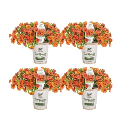 Proven Winners 4" Superbells Double Orange Calibrachoa Live Plant in 4.25" Pot (4 Count)