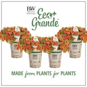 Proven Winners 4.25 in. Eco+Grande, Superbells Double Orange (Calibrachoa) Live Plant, Orange Flowers (4-Pack)