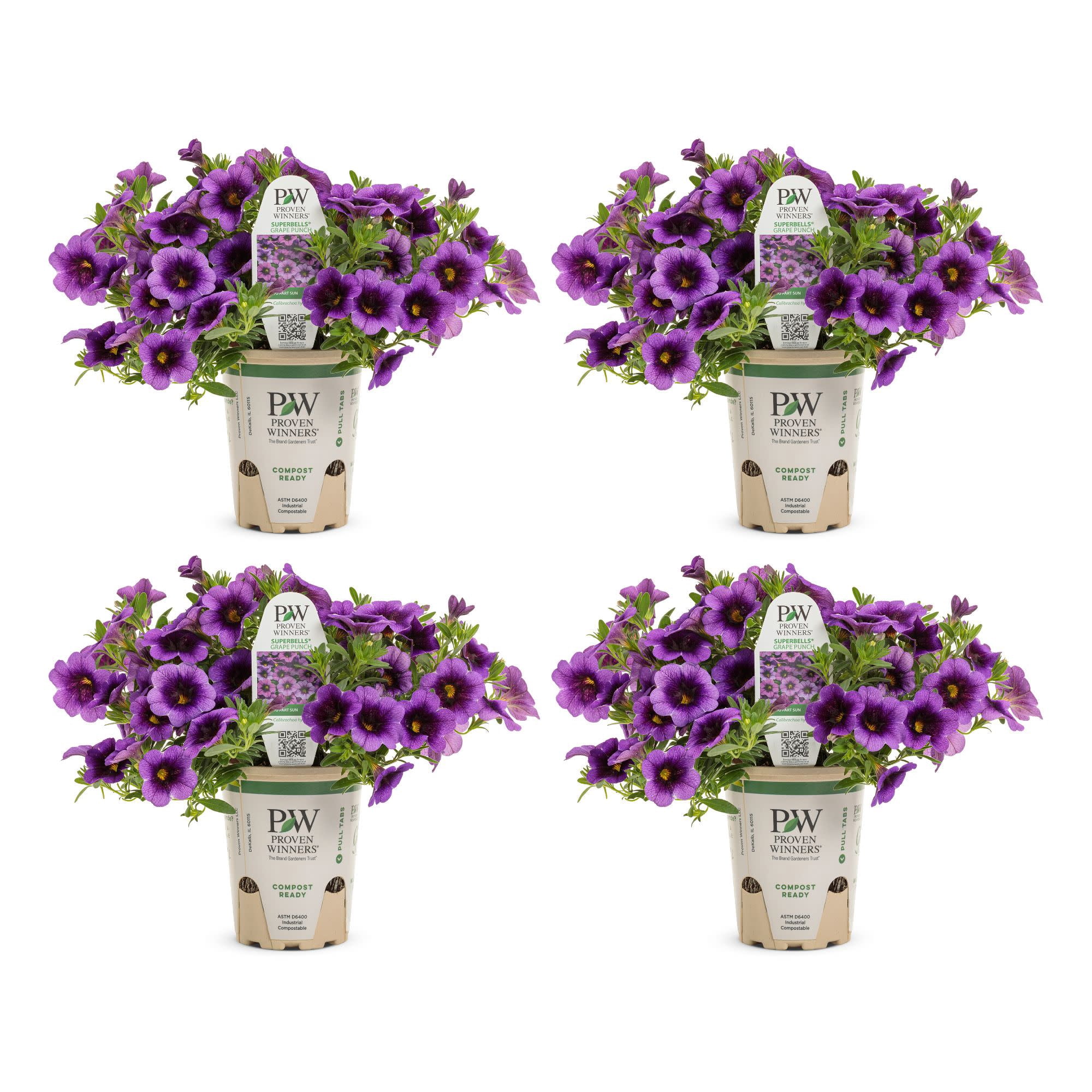 Proven Winners 4" Purple Superbells Grape Punch Calibrachoa Live Plant in 4.25" Pot (4 Count)
