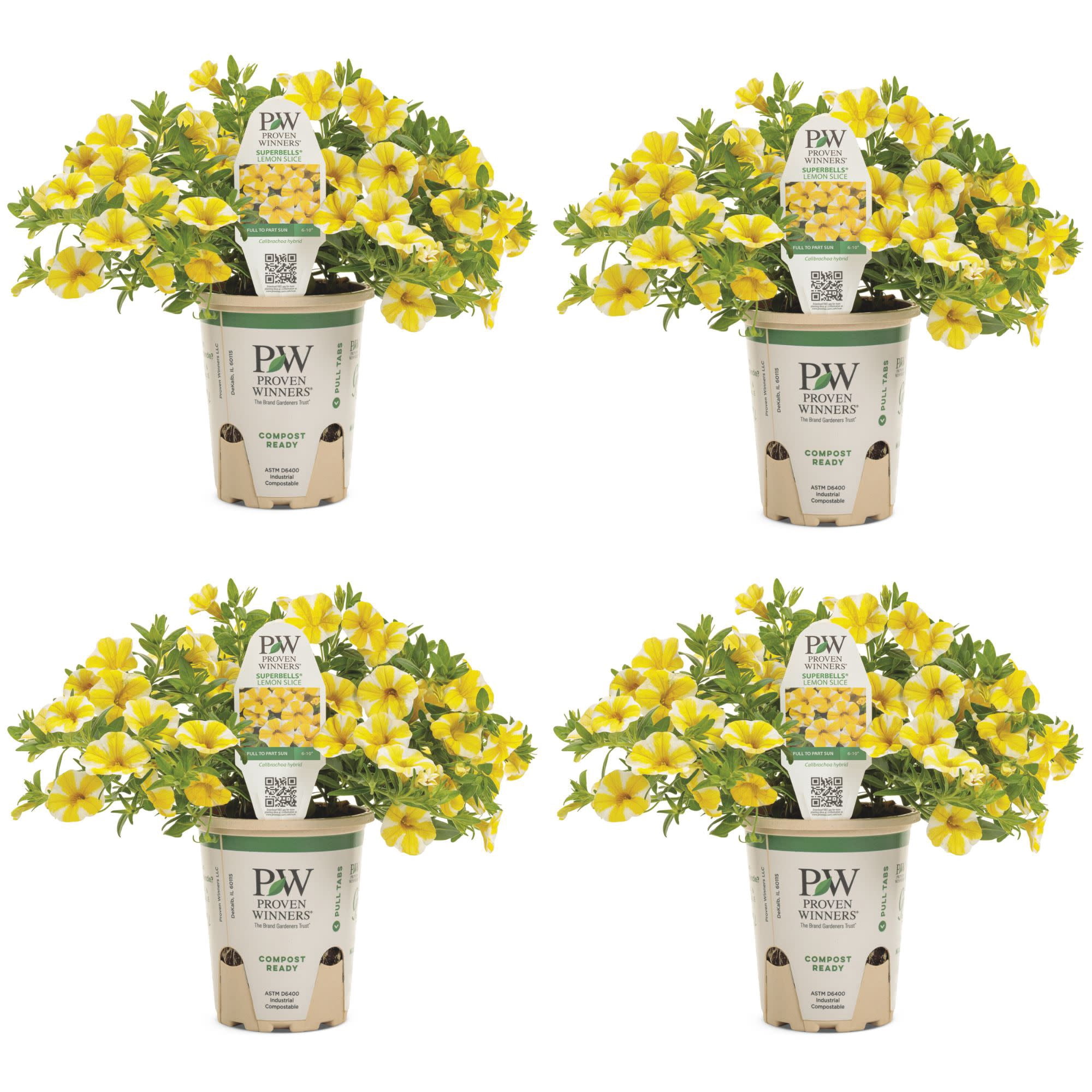 Proven Winners 4" Multicolor Superbells Lemon Slice Calibrachoa Live Plant in 4.25" Pot (4 Count)